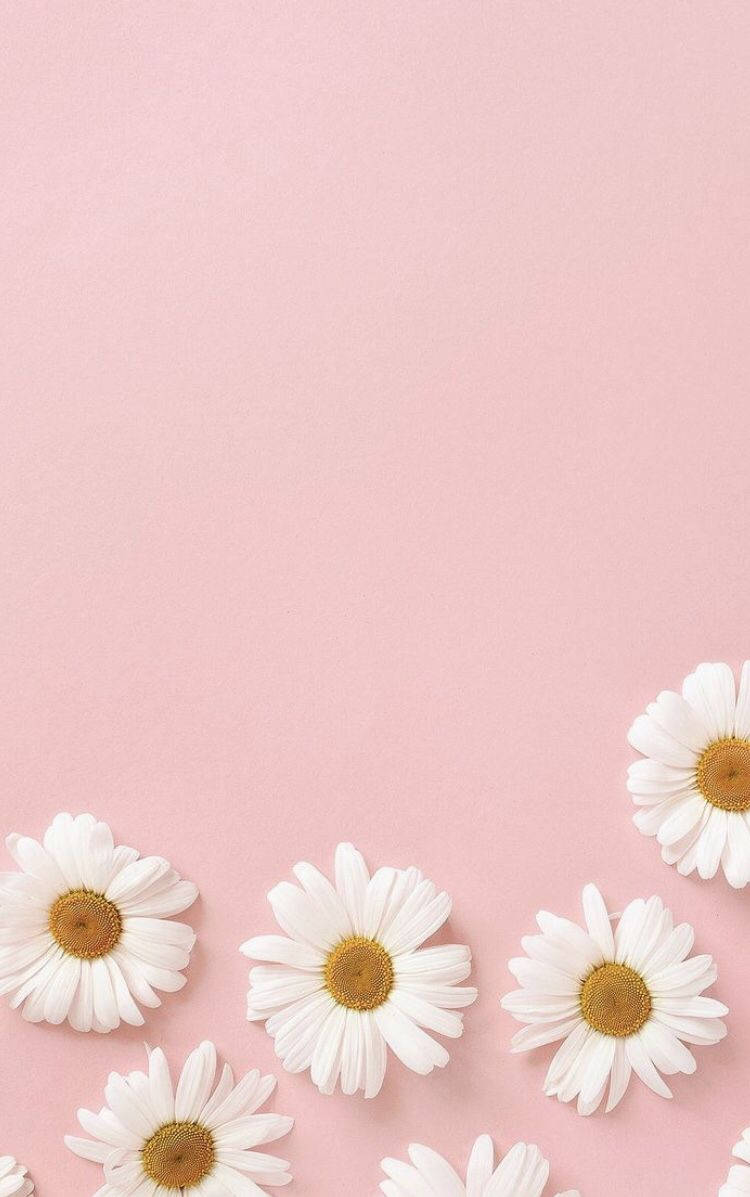 Pastel iPhone Pienk Blomme Muurpapier