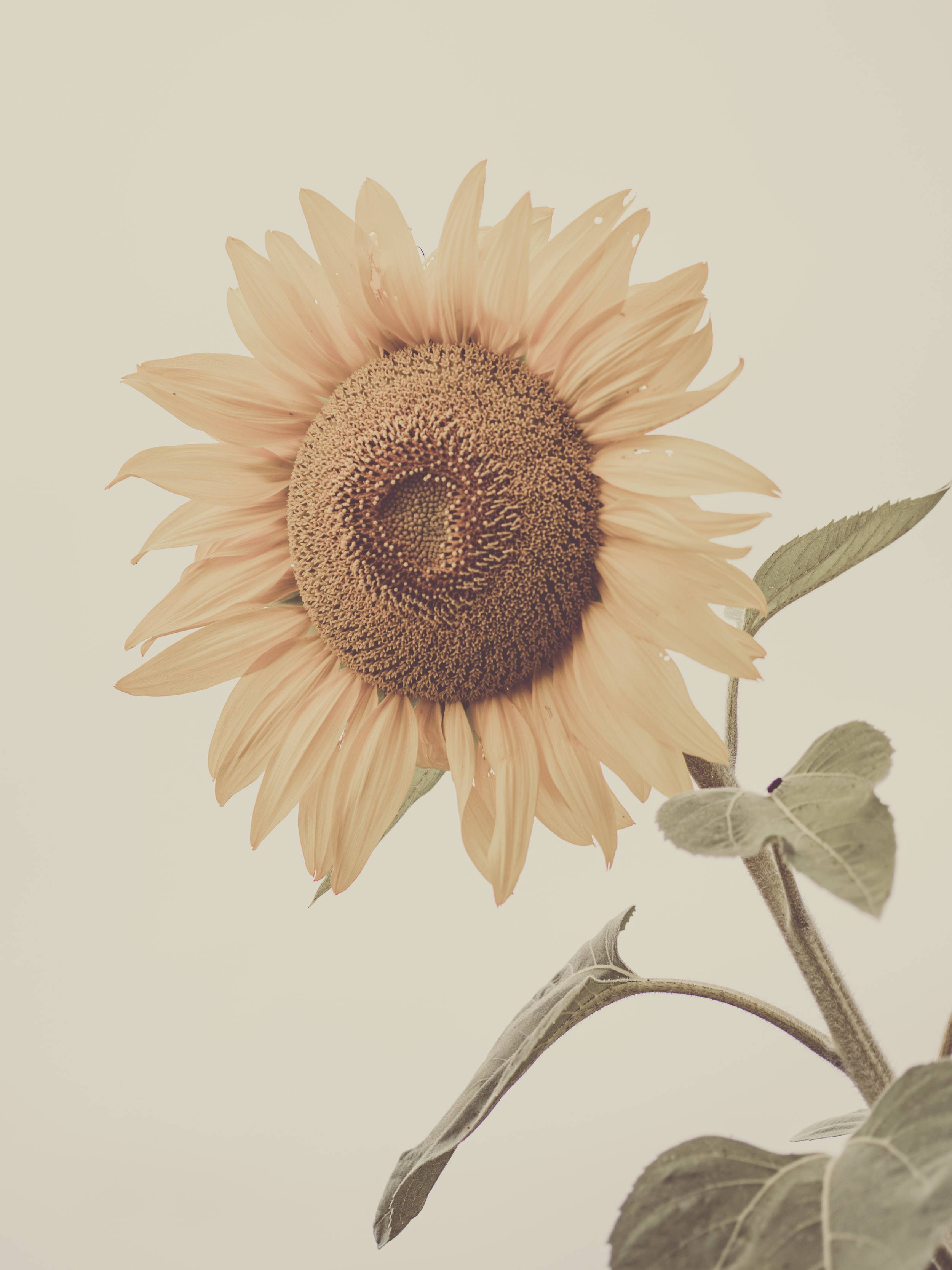 Pastel iPhone Sonneblom Muurpapier