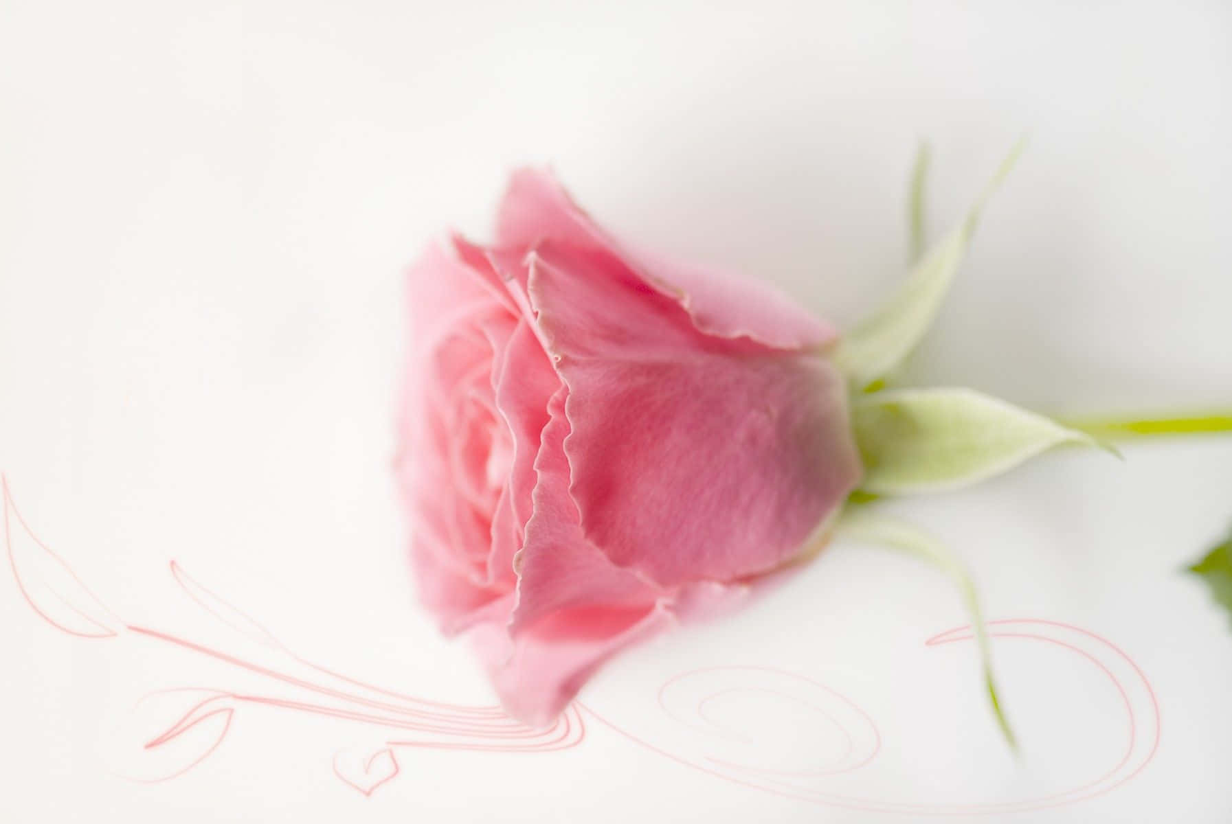 Pastel Pienk Agtergrond Muurpapier