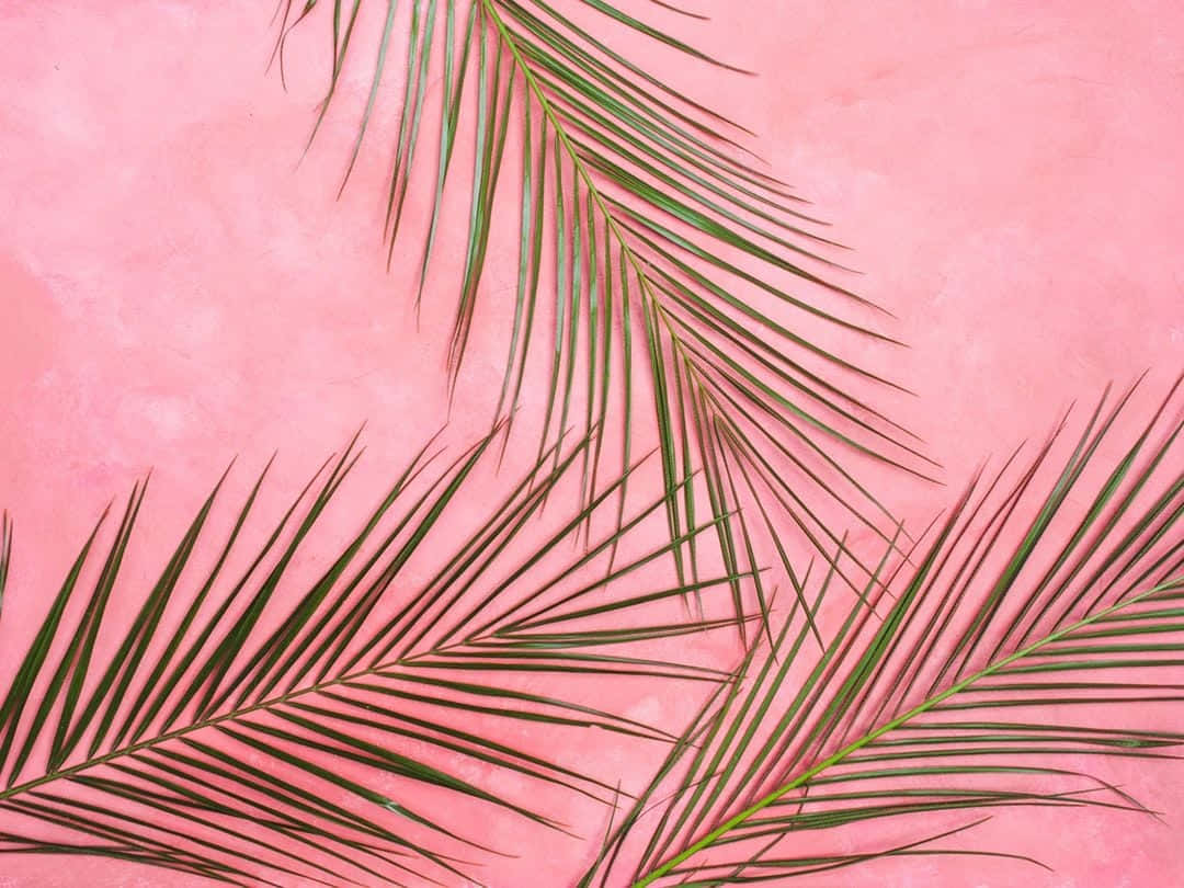 Pastel pienk agtergrond Muurpapier