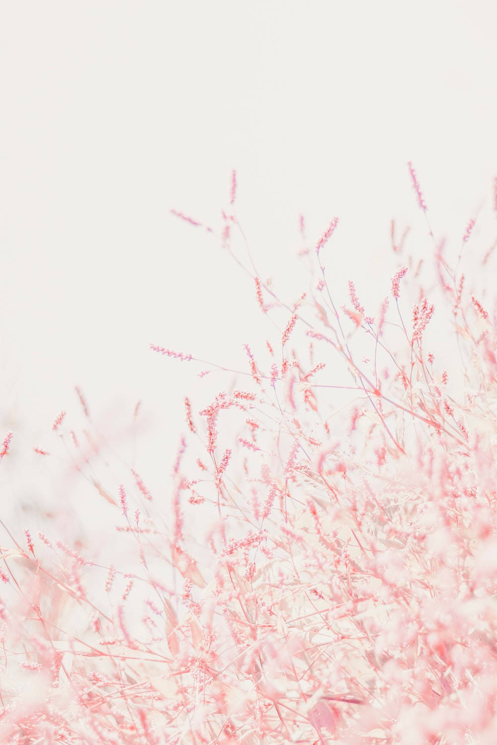 Pastel pienk klein blommetjies vir iPhone Muurpapier