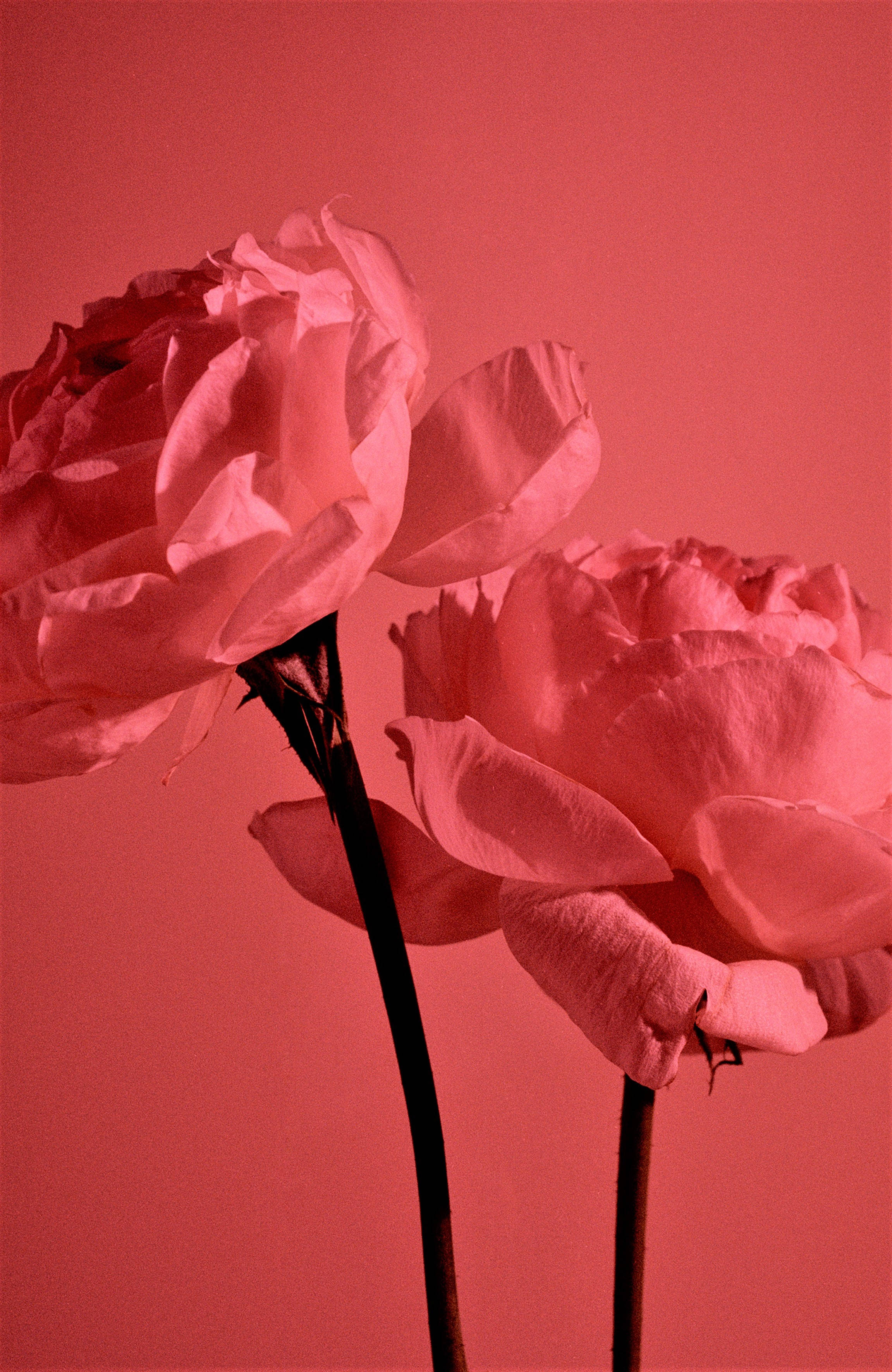 Pastelrooi Estetiese Tuinrose Muurpapier