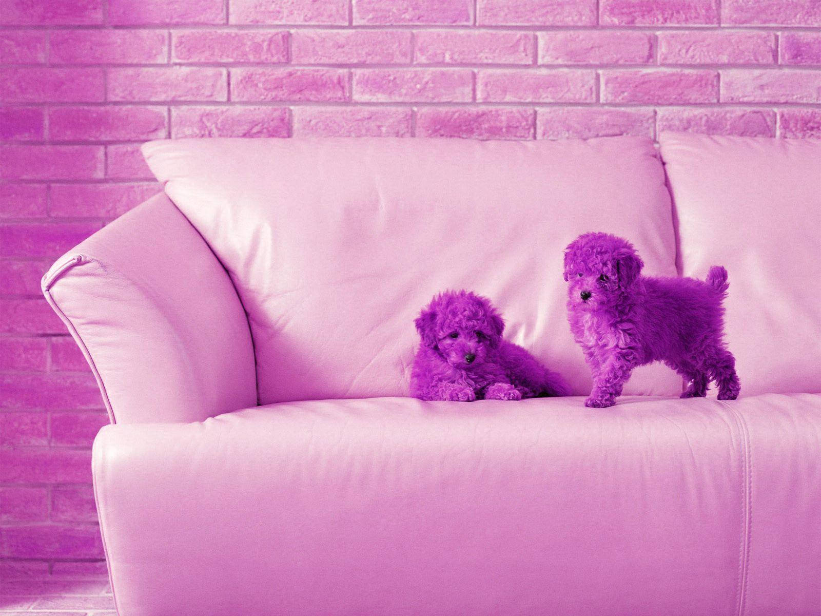 Pers Bichon Hondjies Oulike Werkskerm Muurpapier