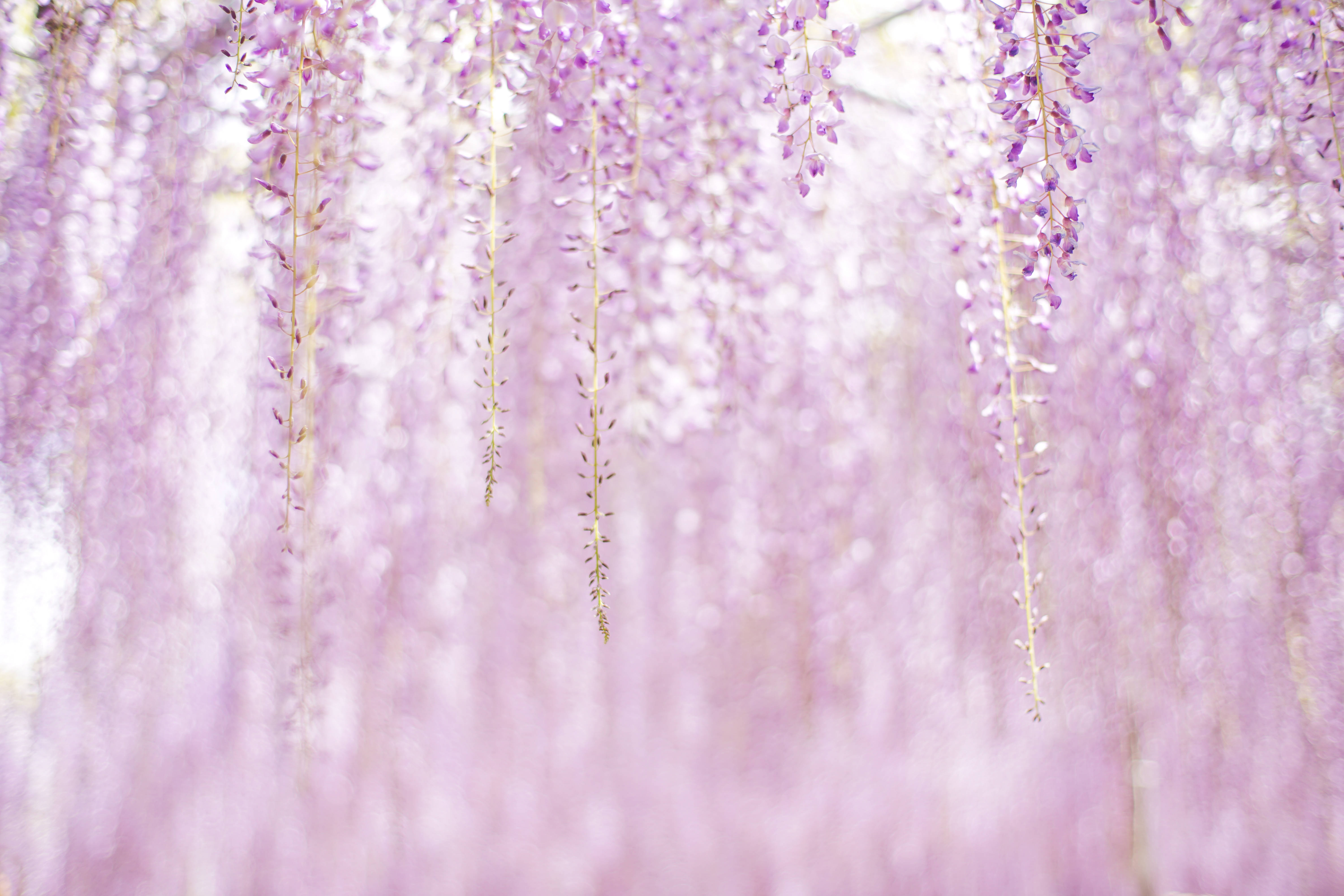 Pers Estetiese Blomme Muurpapier