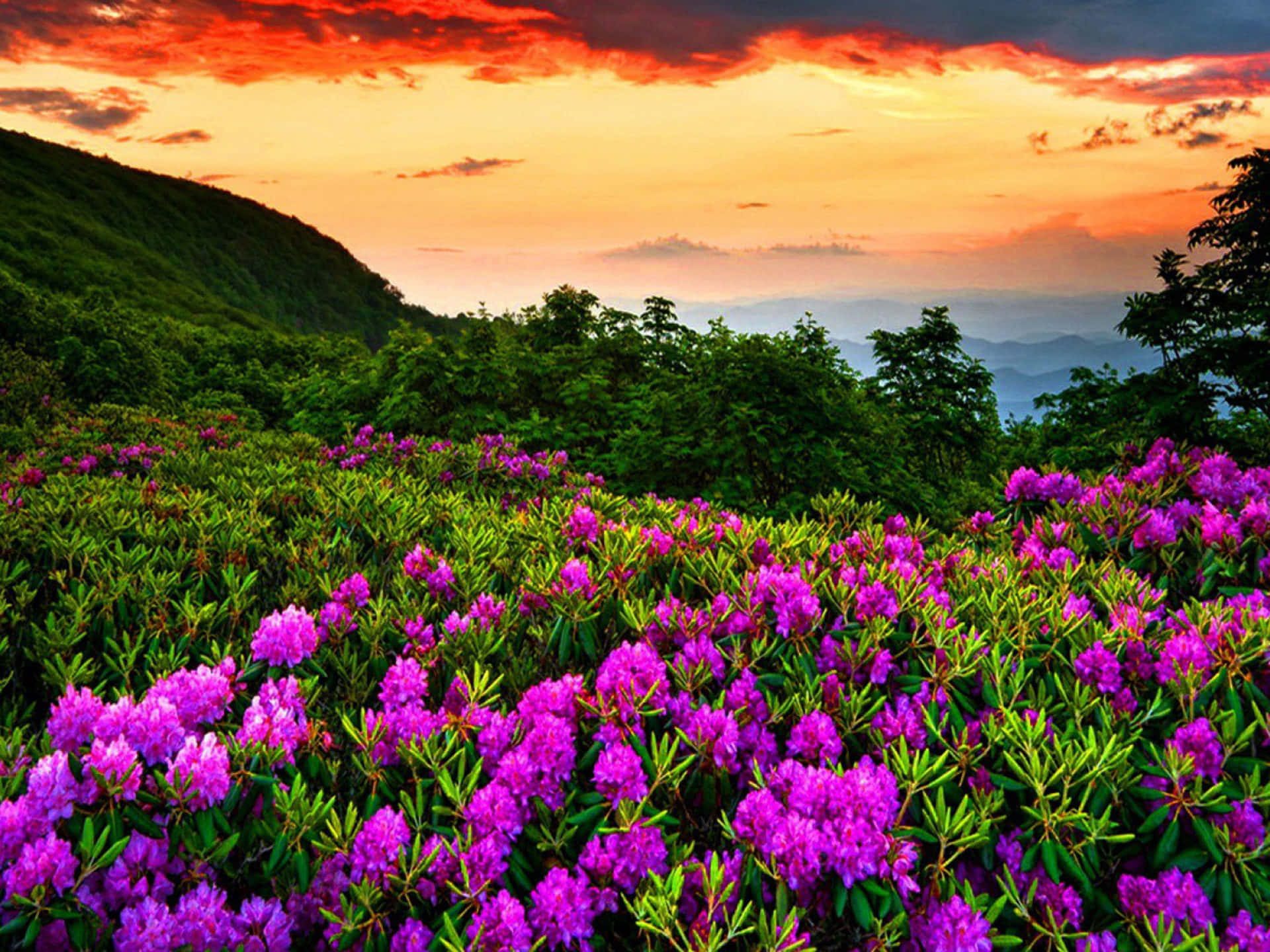 Pers rododendron en asaleas lente blom agtergrond Muurpapier