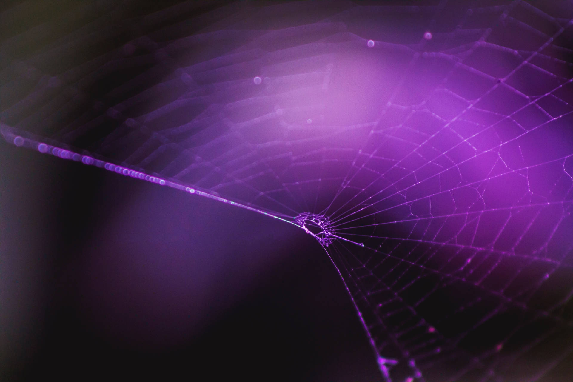 Spinnekopweb in 'n gloeiende pers agtergrond-refleksie-behangpapier. — Pastel pers GIF Muurpapier