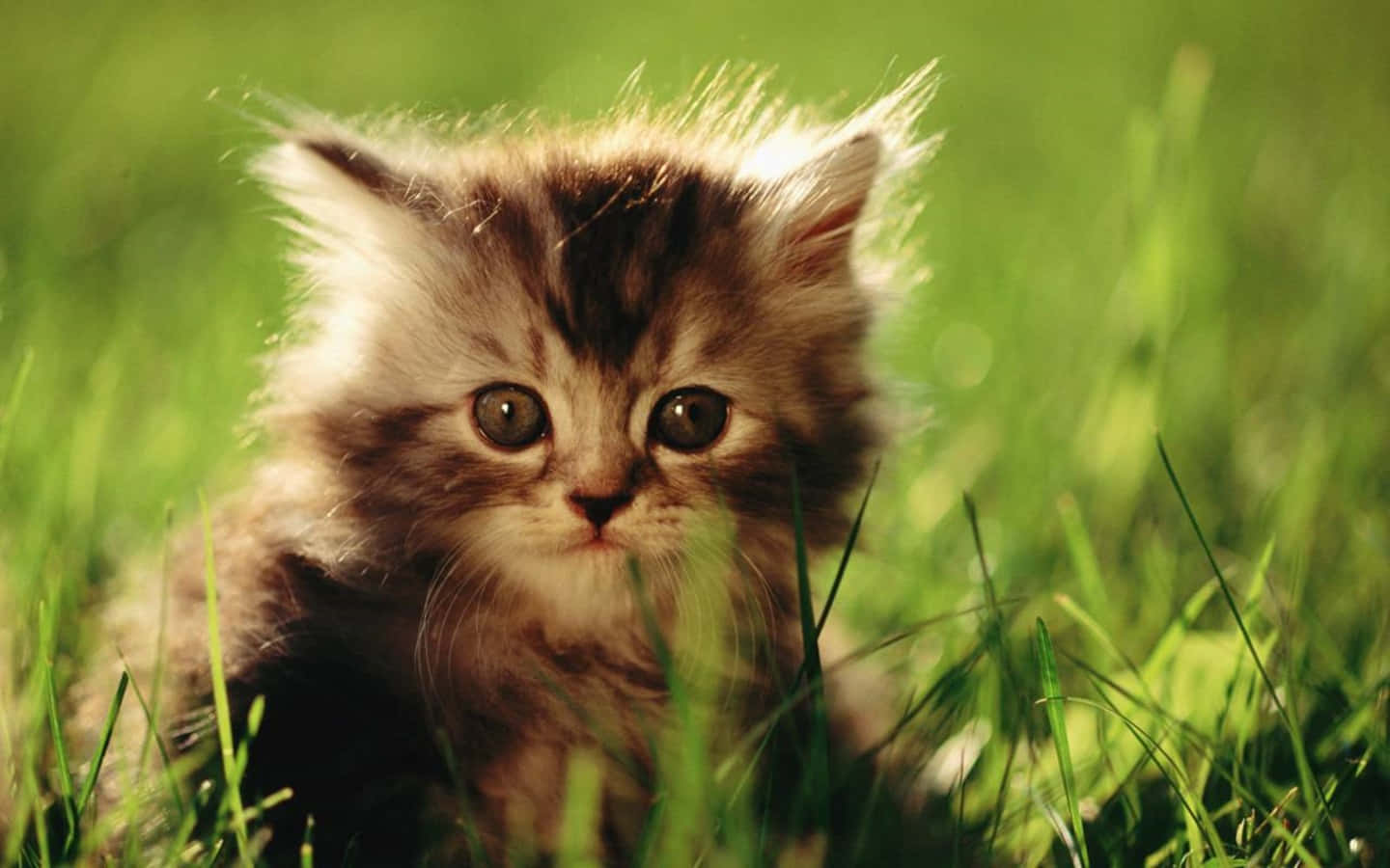 Persiese Kitten Prentjie Muurpapier