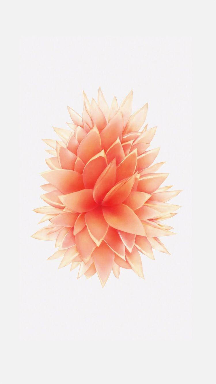 Perske-kleurige Blom iPhone SE Muurpapier