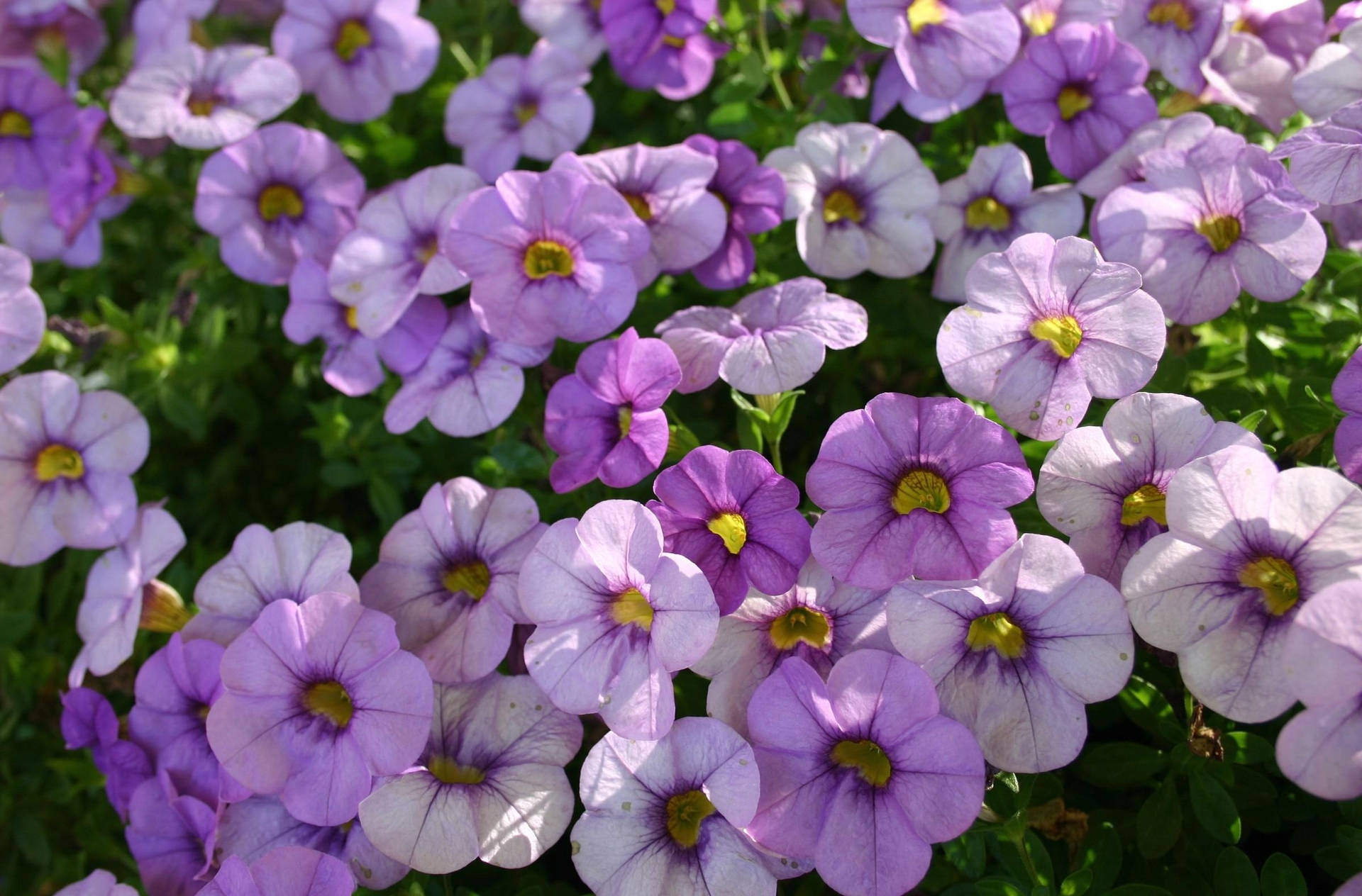 Petunias in Skerp Sonstrale — Blom GIF Muurpapier