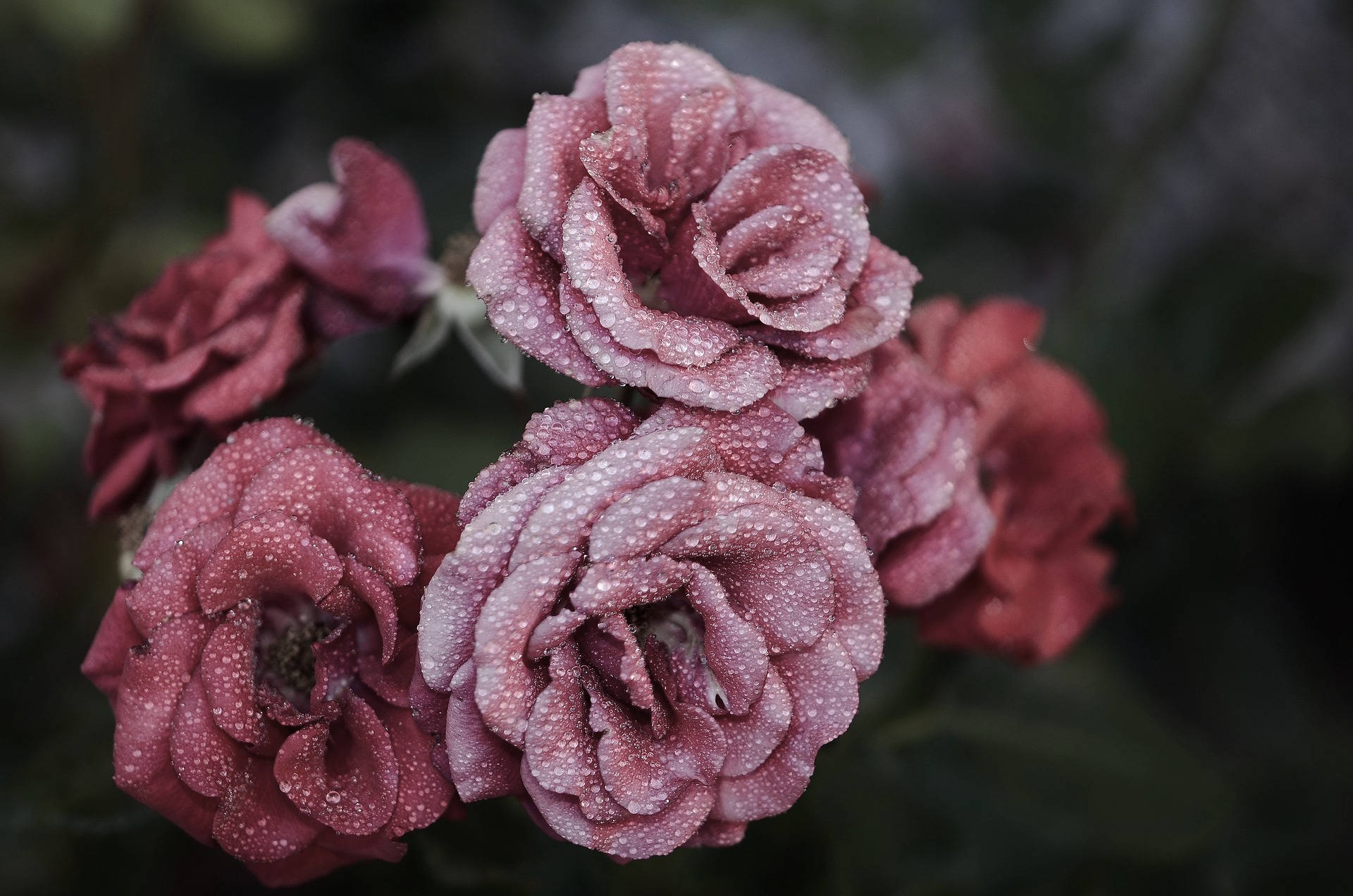 Pienk Blomblaar Roos Estetiek Muurpapier