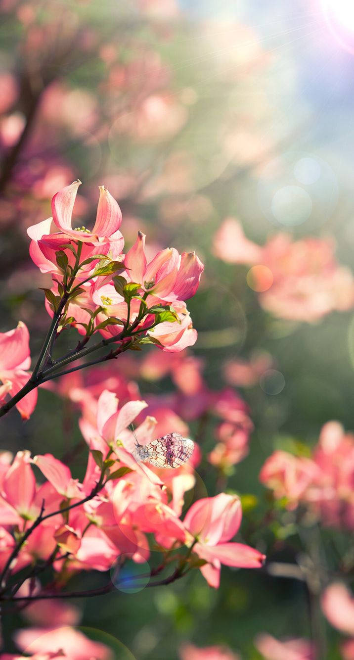 Pienk Blomme Floral iPhone Muurpapier