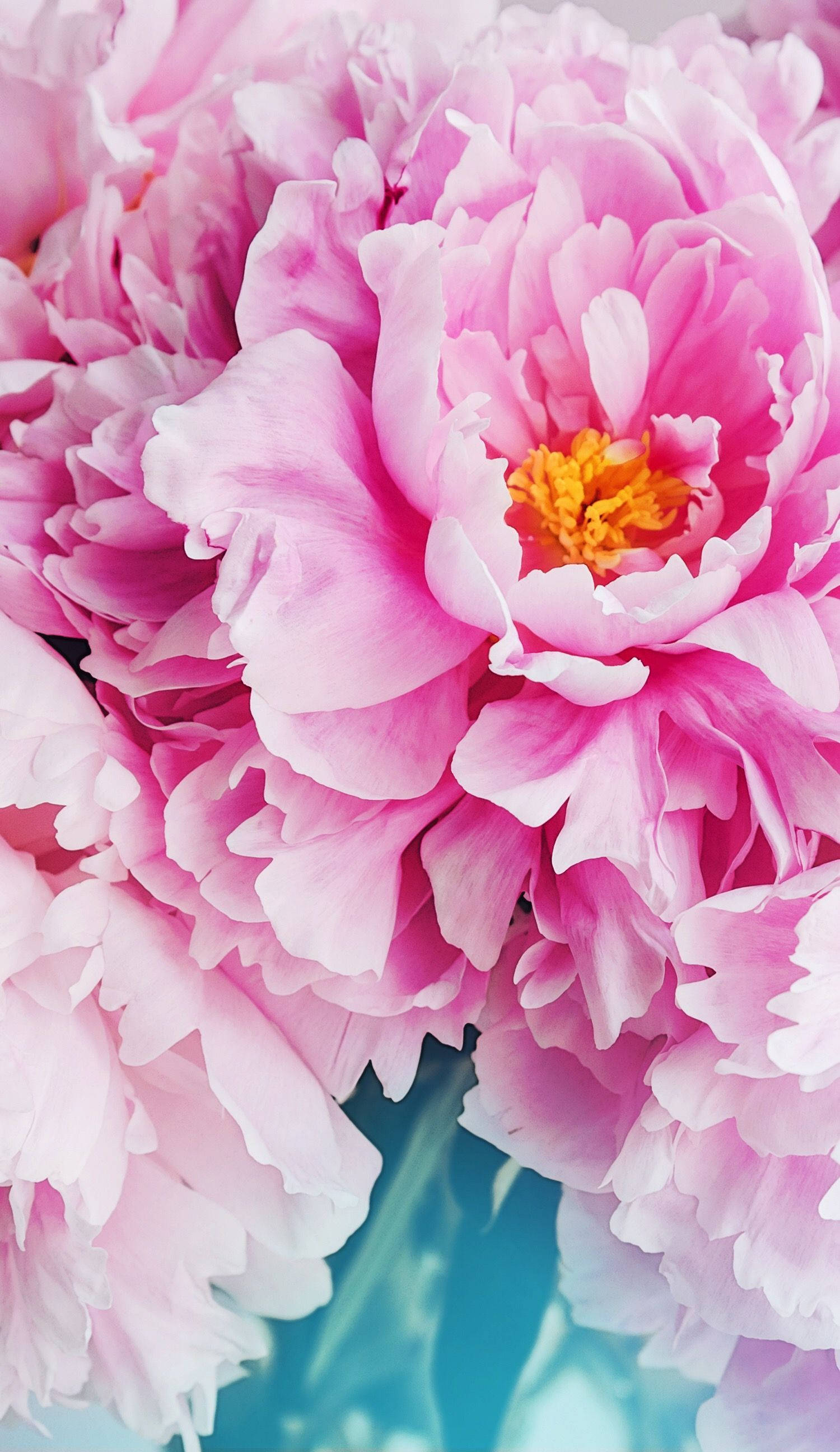 Pienk Blomme- iPhone-agtergrond Muurpapier