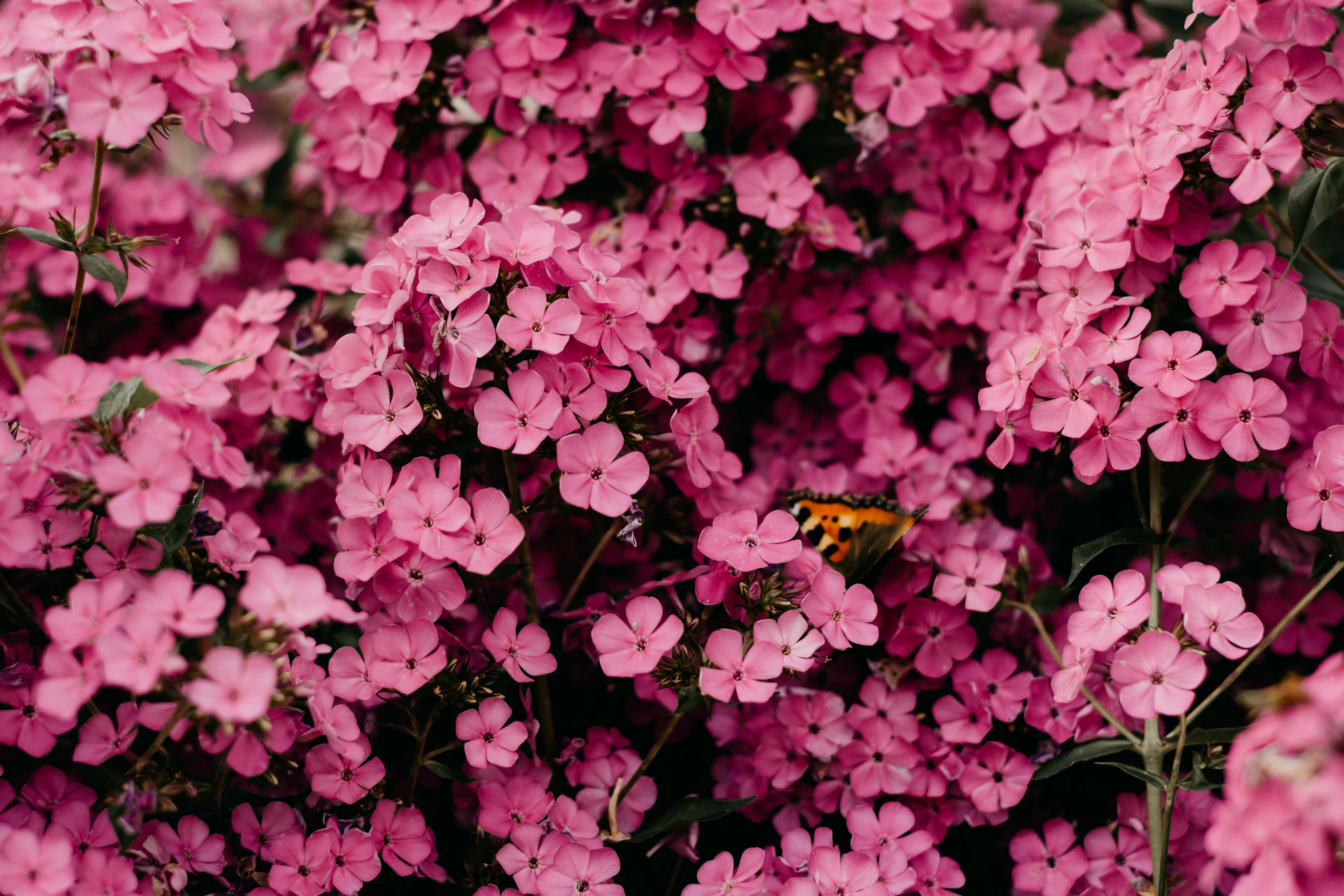Pienk Blomme met Klein Blommetjies Prent Muurpapier