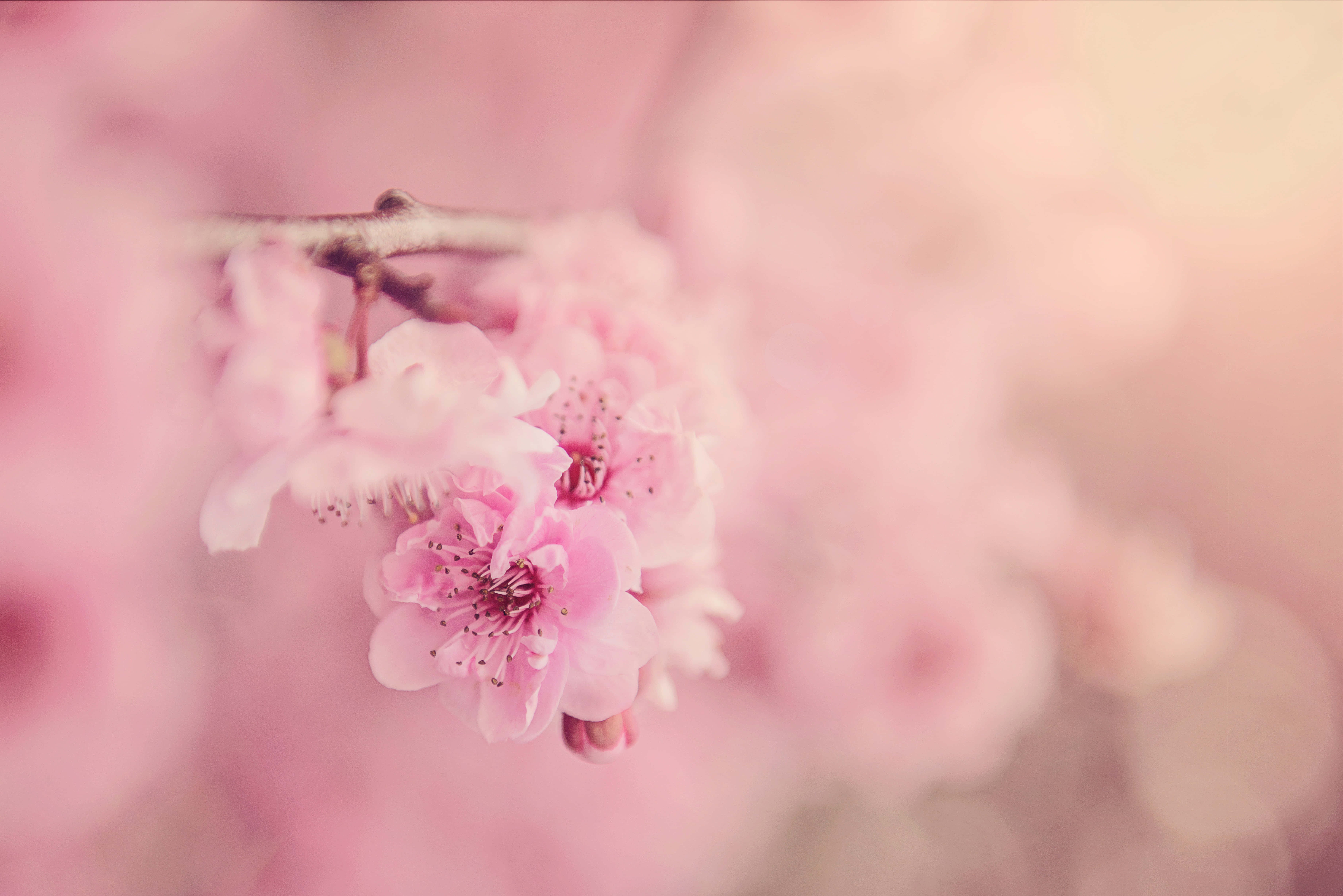 Pienk blomme prentjie Muurpapier