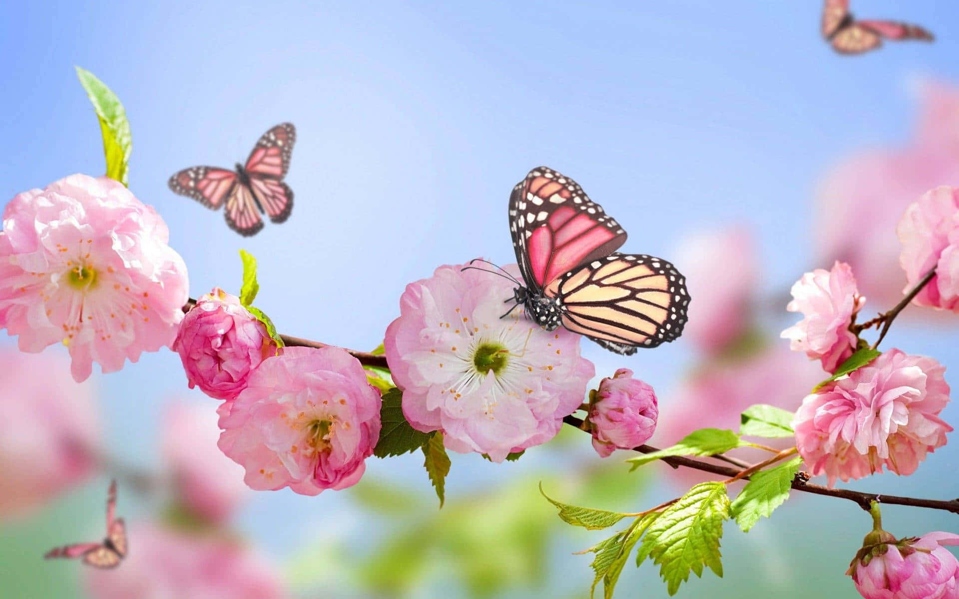 pienk blommetjies met skoenlappers daarop Muurpapier