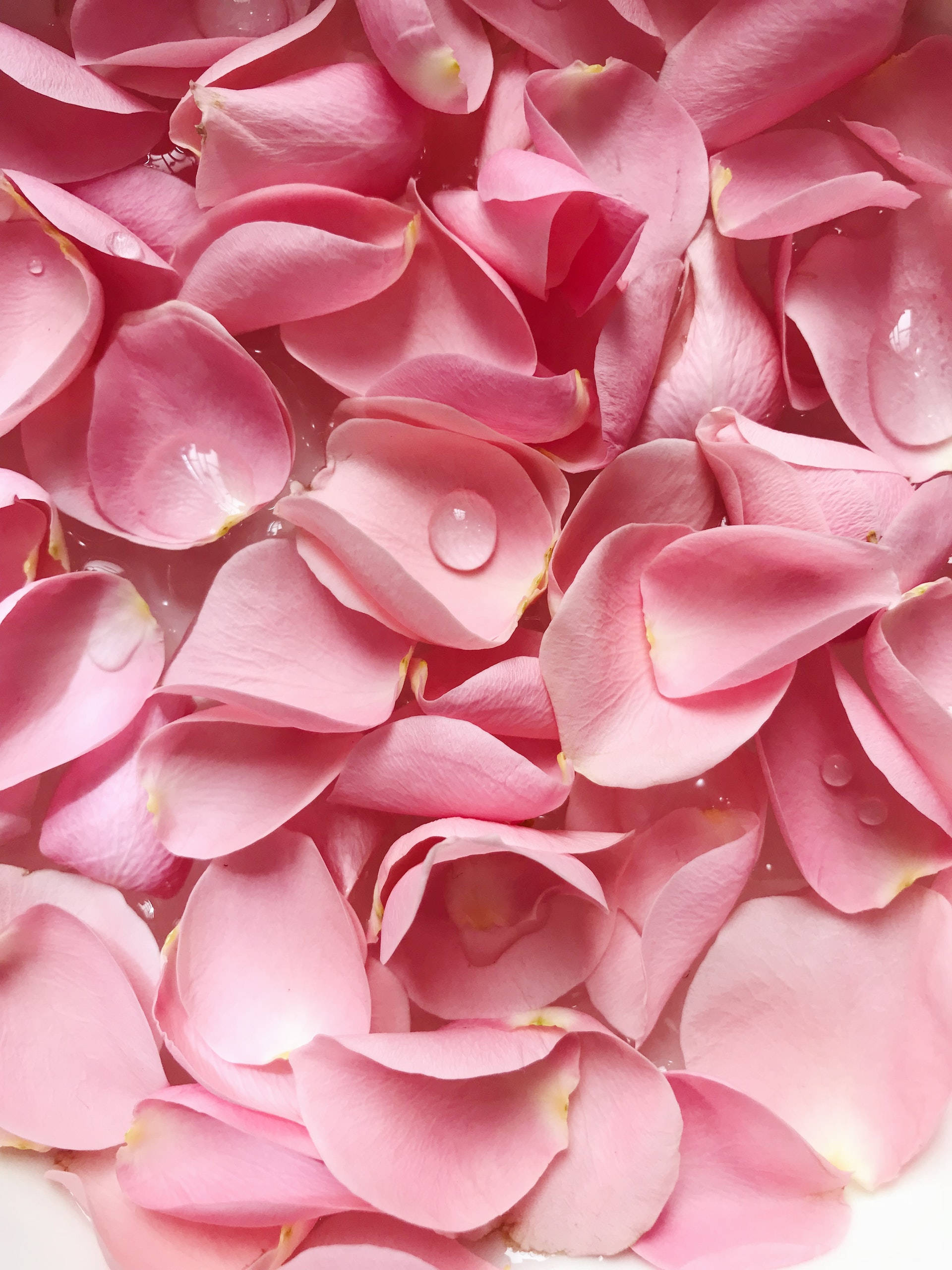Pienk Blomroos Estetika Muurpapier