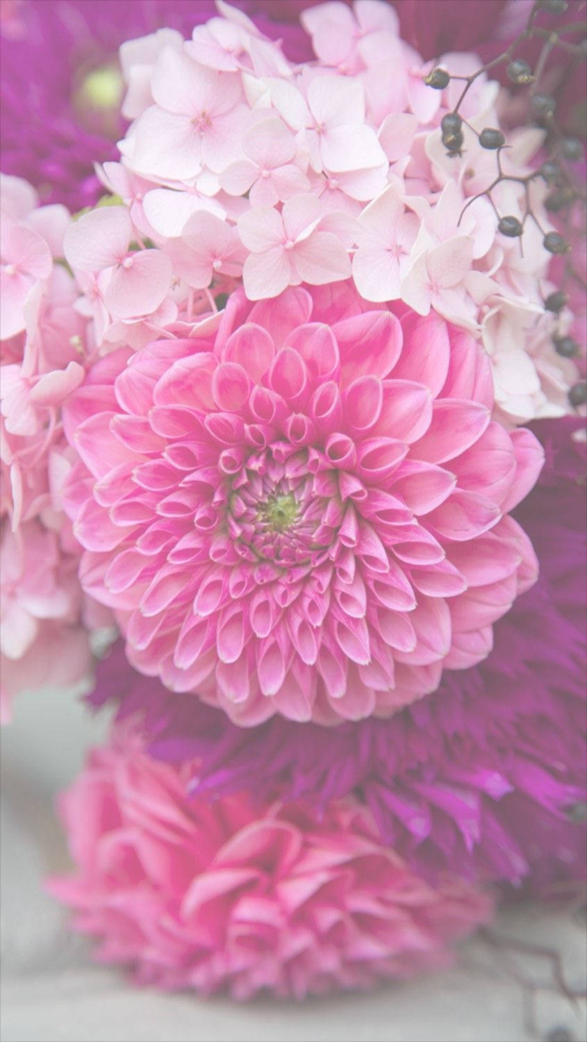 Pienk Dahlia Blomme iPhone Muurpapier