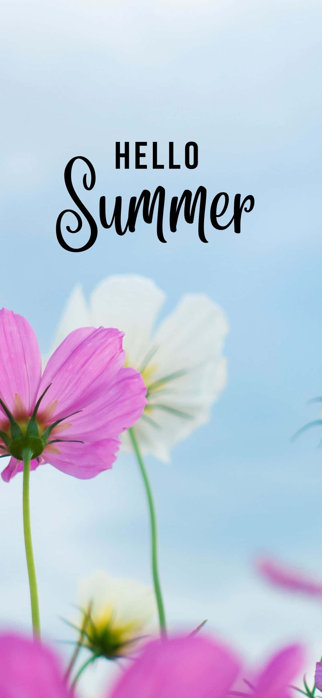 Pienk en Wit Blomme iPhone X Somer Agtergrond Muurpapier