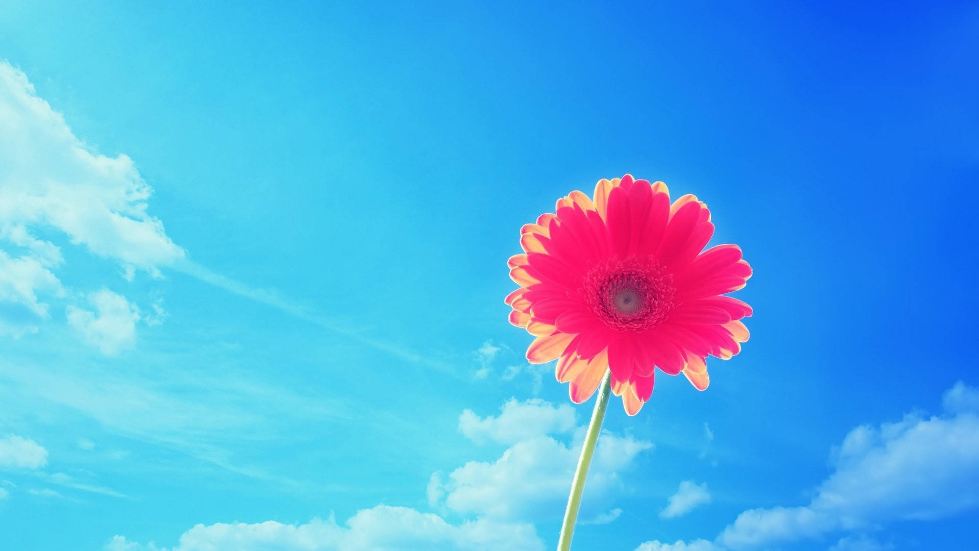 Pienk Gerbera Somer Buroblad Muurpapier