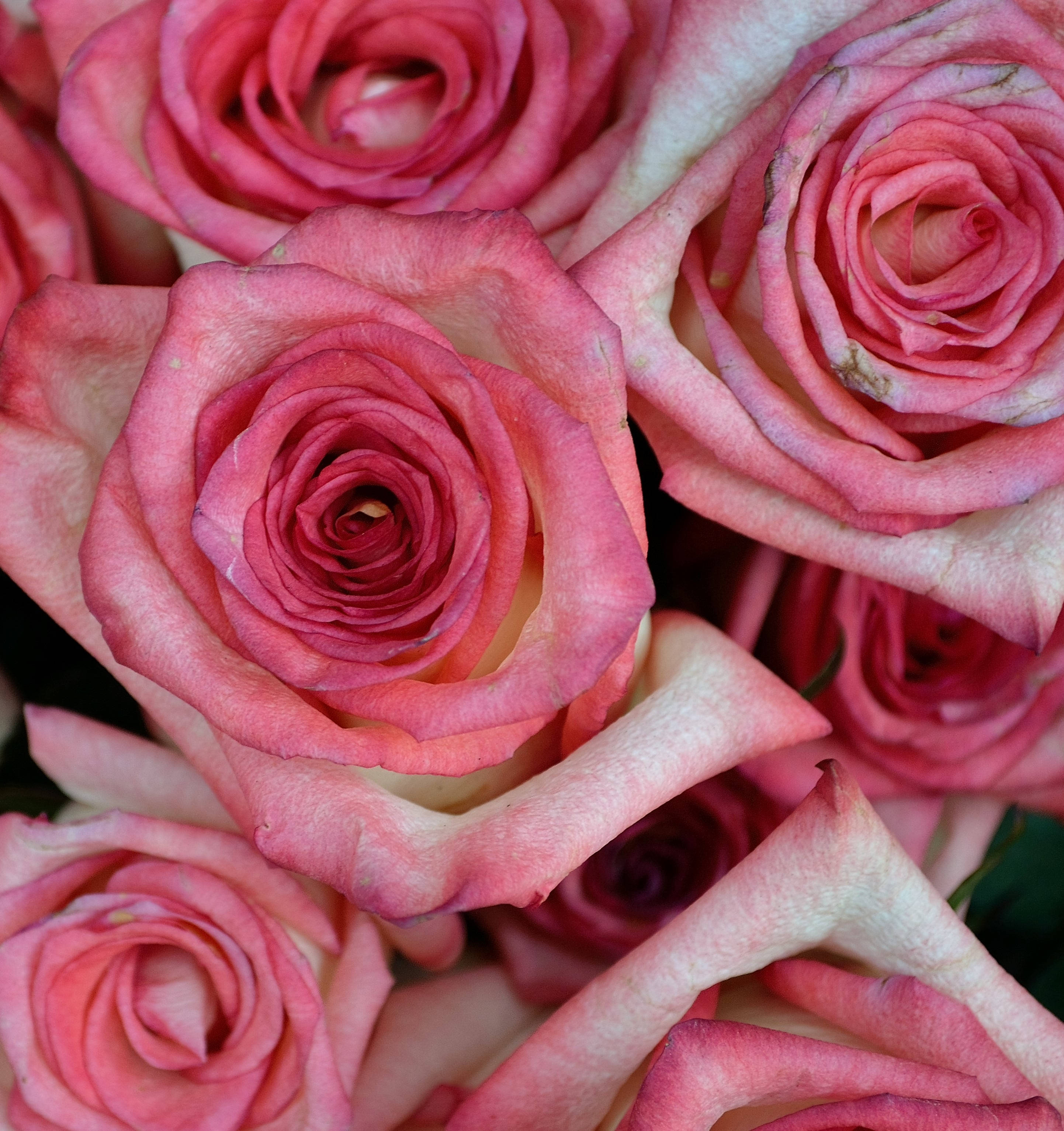 Pienk Kleur Rose Naby Muurpapier