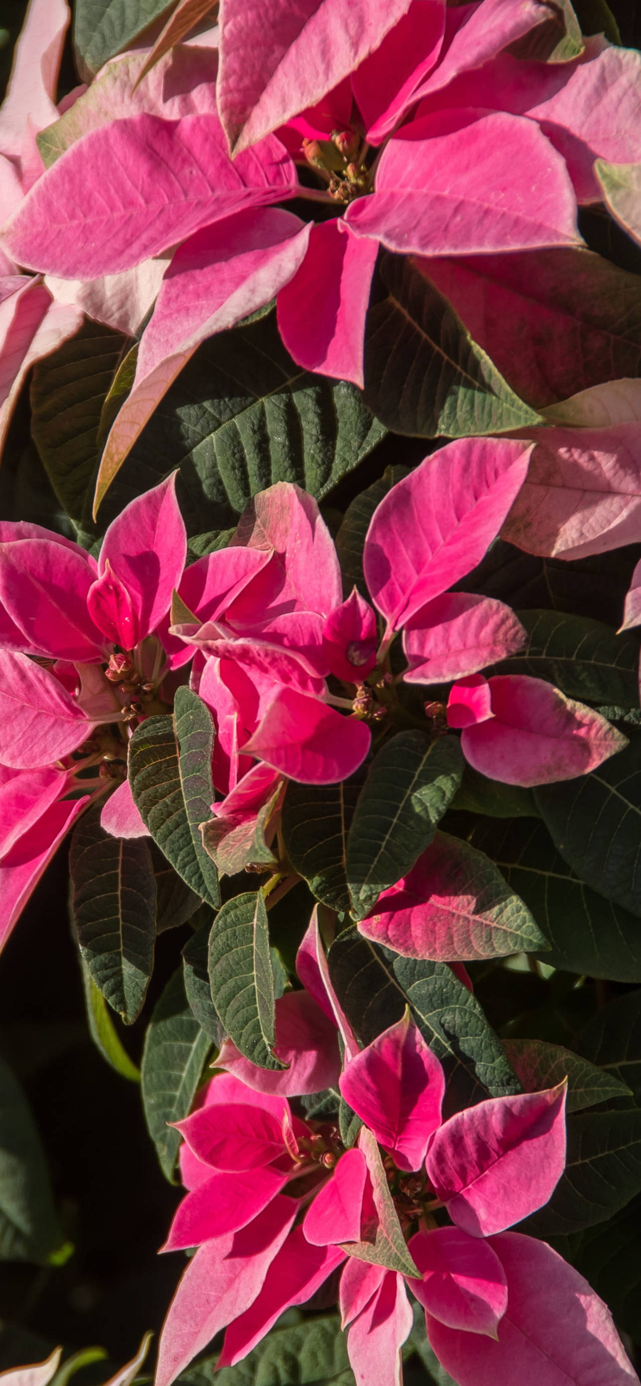 Pienk Poinsettia HD Muurpapier