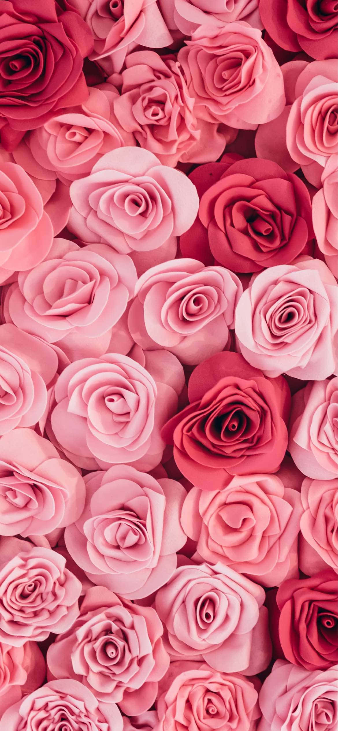 Pienk Rose Bo-aansig Foon Agtergrond Muurpapier