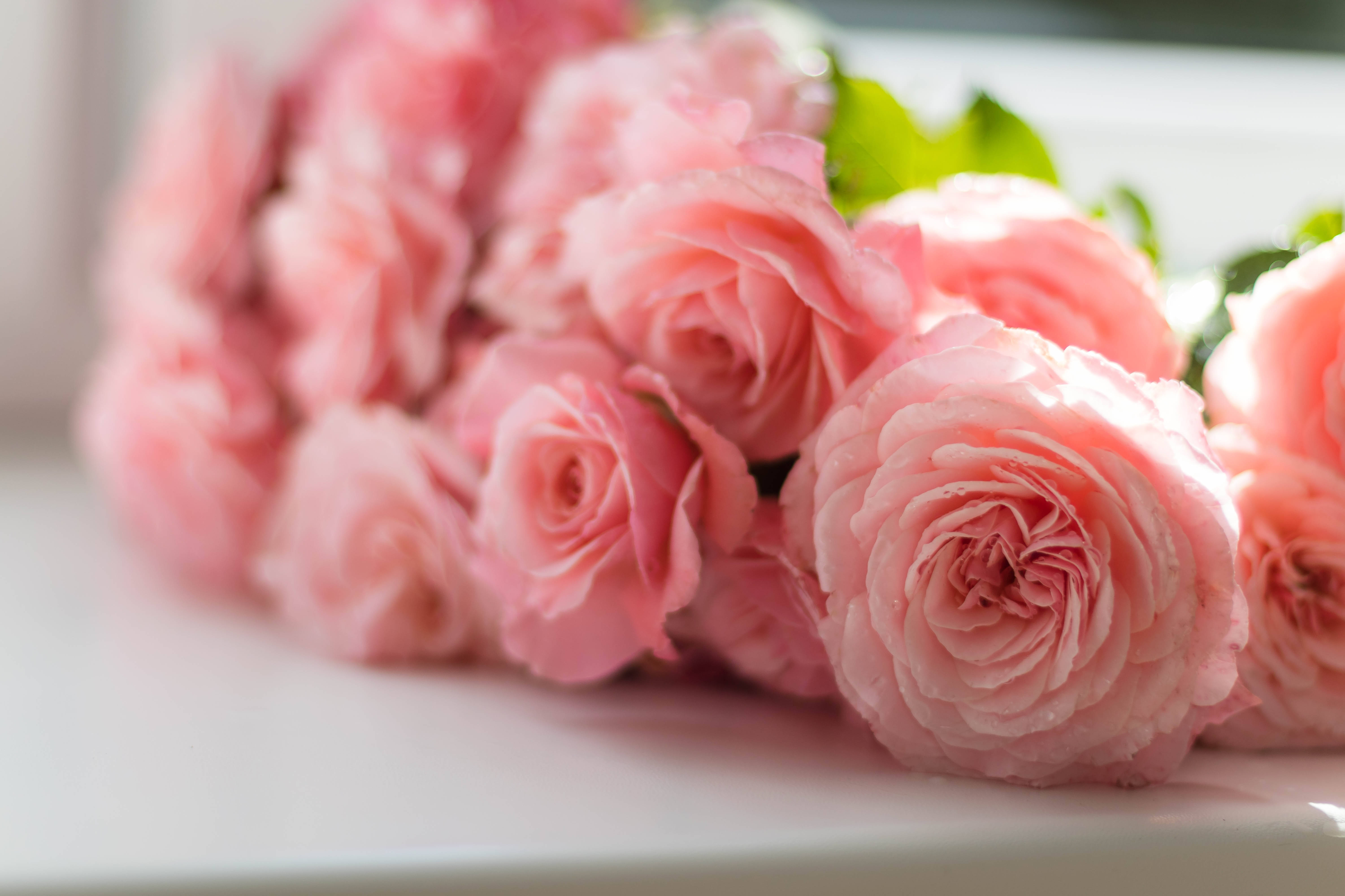 Pienk Rose Estetiese Rose Op Tafel Muurpapier