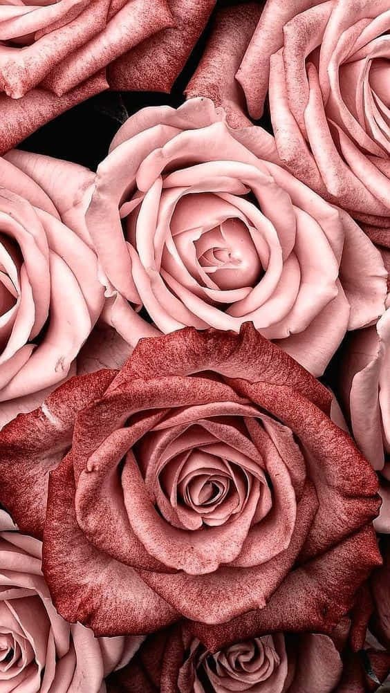 Pienk Rose Gold Rose Temas Muurpapier