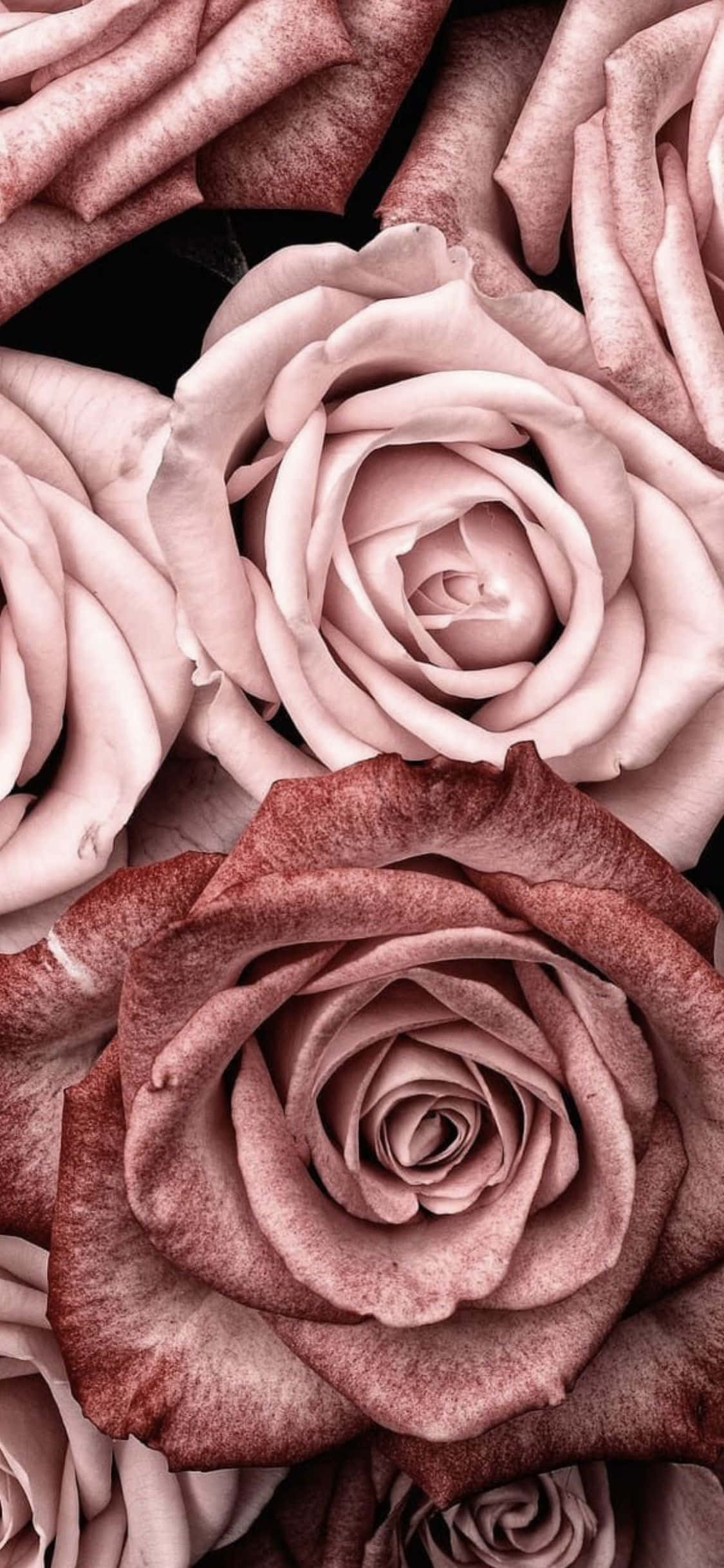 pienk rose op 'n swart agtergrond Muurpapier