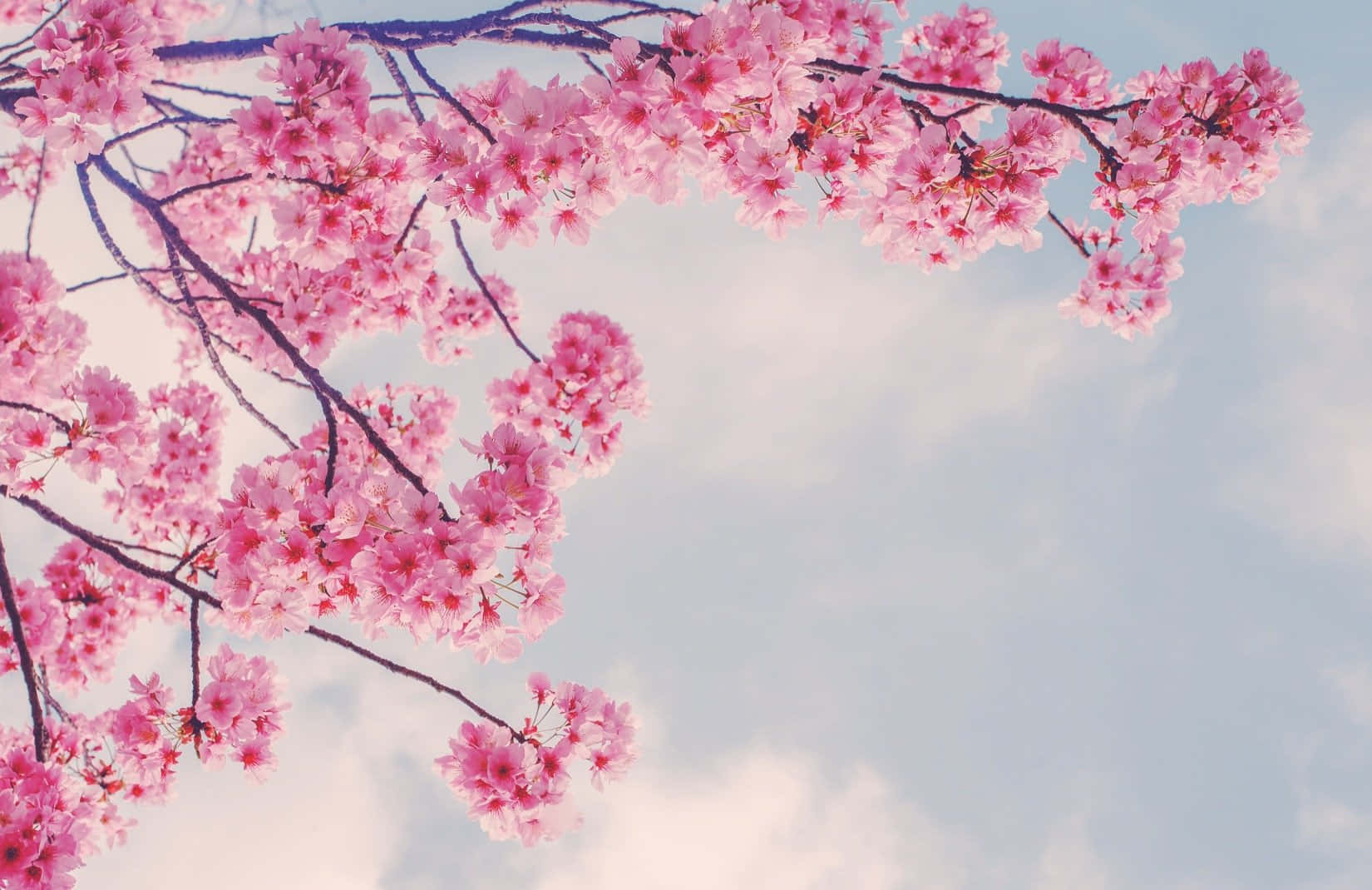 Pienk Sakura Takke in die Lente Muurpapier