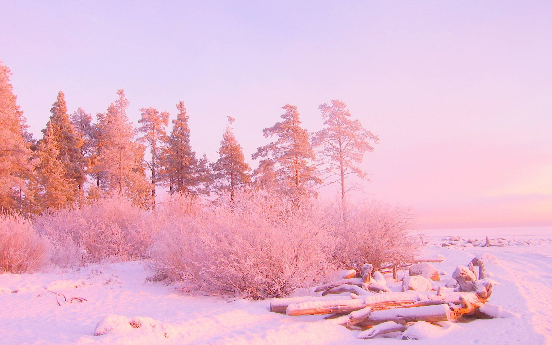 Pink Woud Sneeuw Estetiek Muurpapier