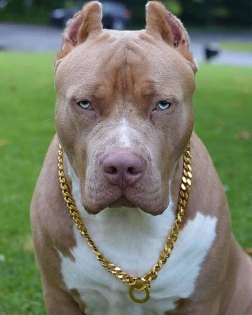 Pitbull Hond met Goue Ketting Muurpapier