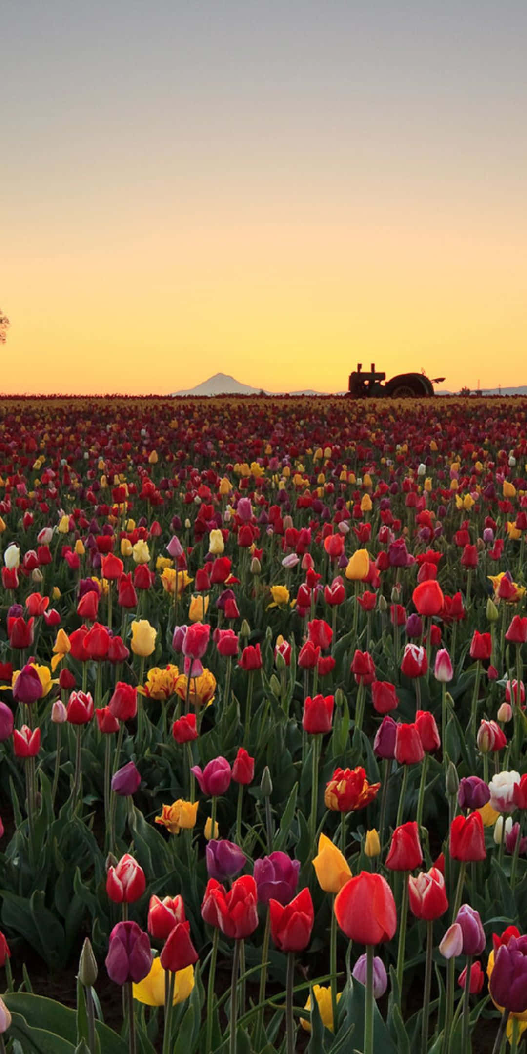 Pixel 3 Blomme Agtergrond van Tulpeveld Muurpapier
