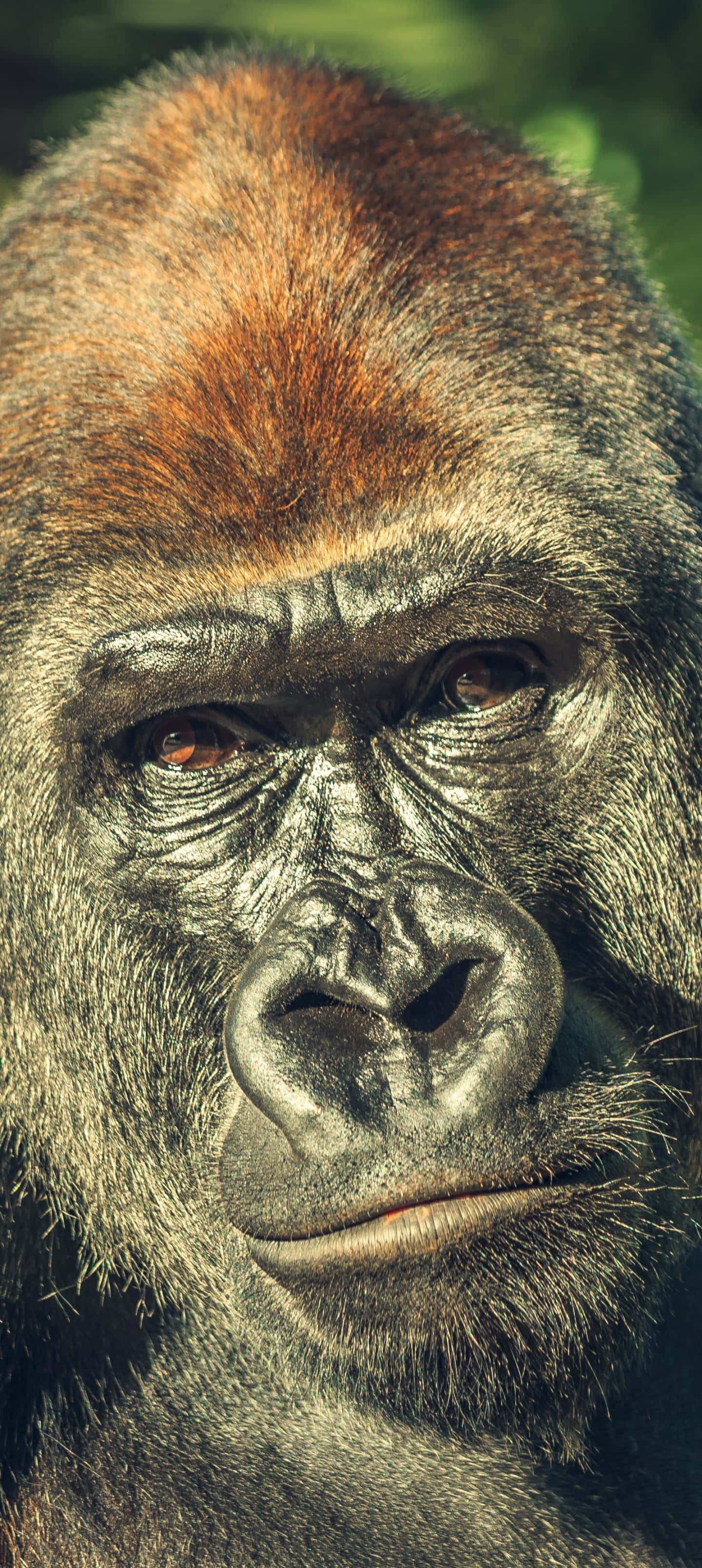 Pixel 3 Bruin Gorilla Agtergrond Muurpapier