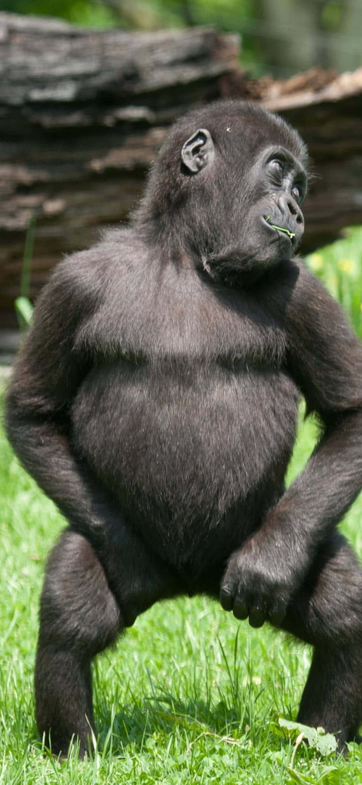 Pixel 3 Dansende Jong Gorilla Agtergrond Muurpapier