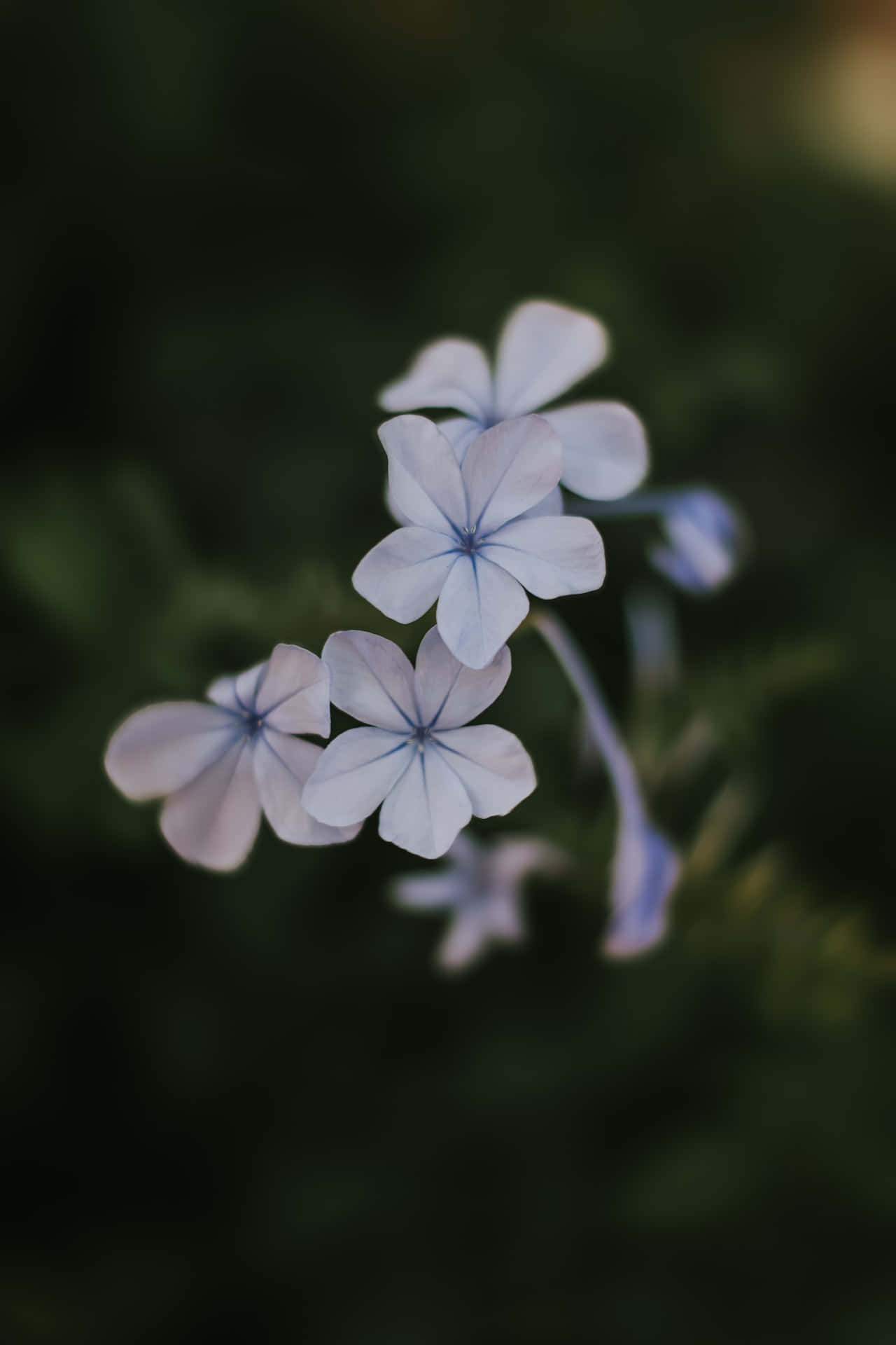 Plumbago Blou Blomme Foon Muurpapier