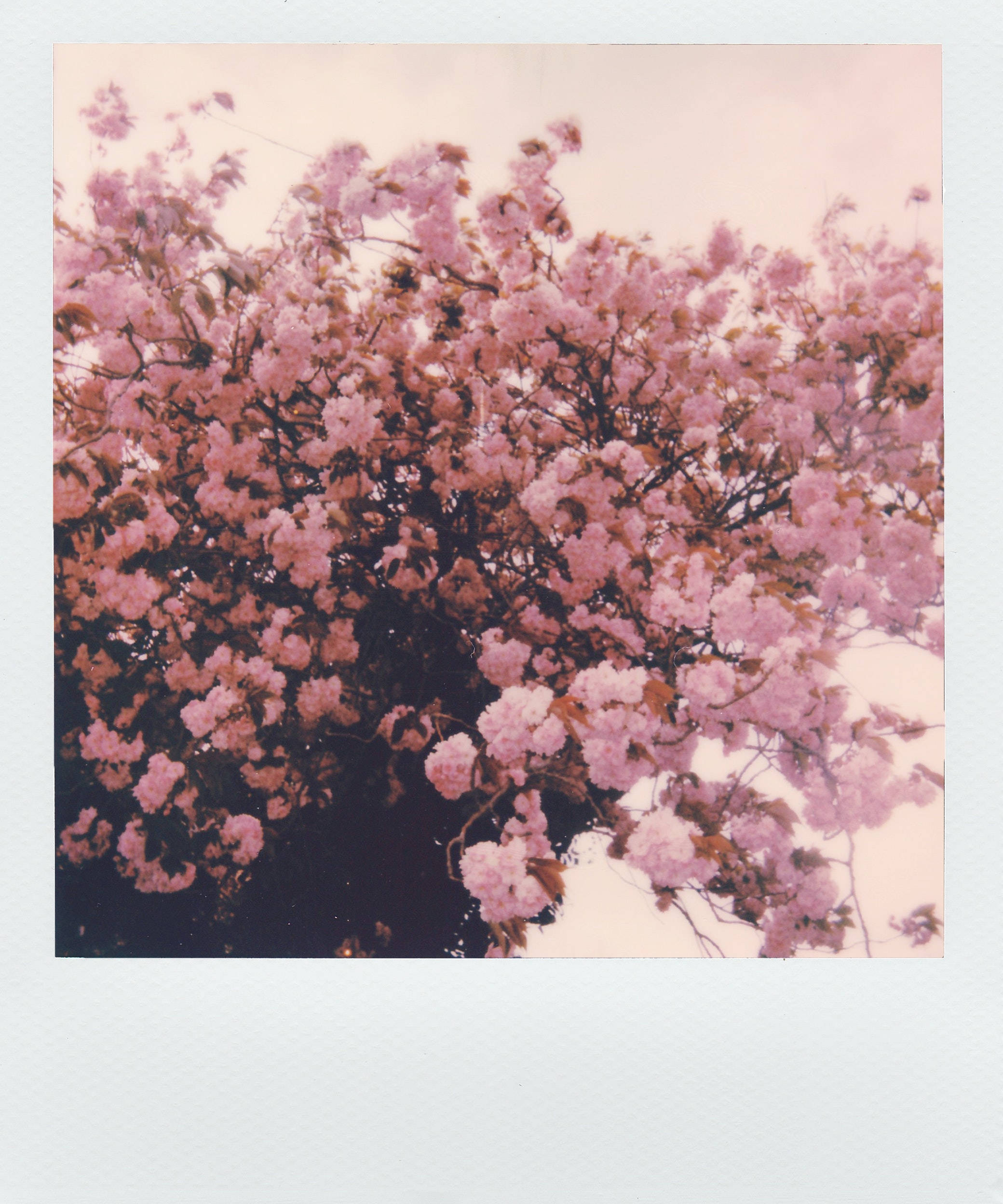 Polaroid Foto van Pienk Blomme Estetika Muurpapier