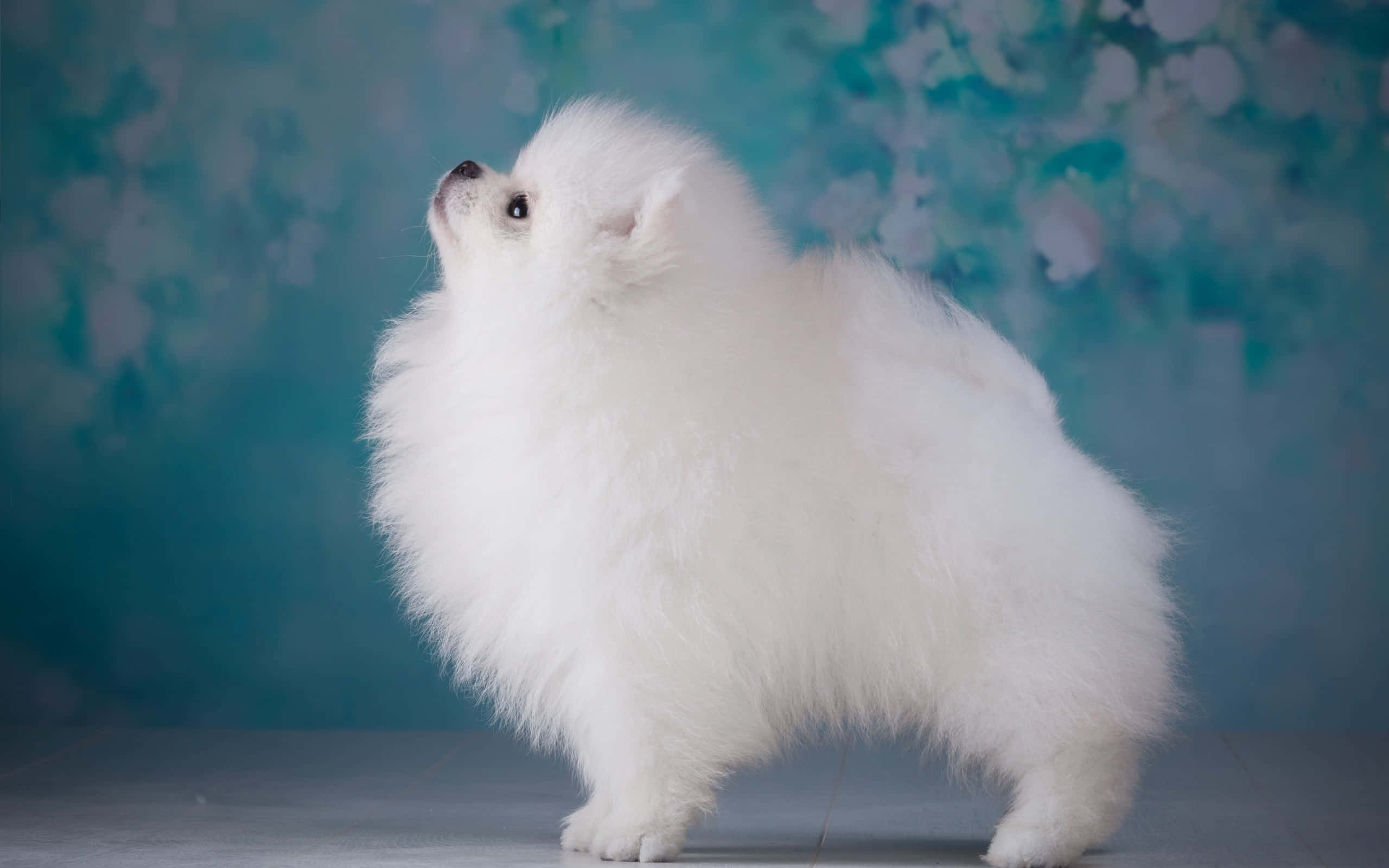 Pomeranian Hond Estetika Muurpapier