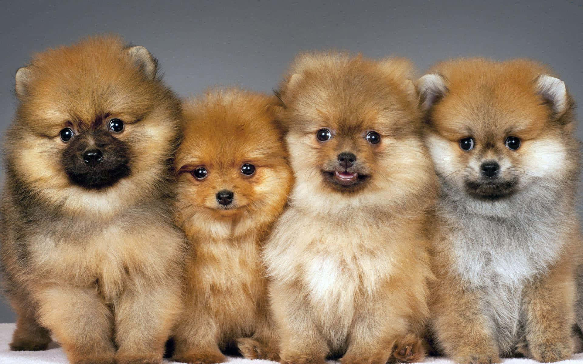 Pomeranian met Bruin Pels Prent Muurpapier