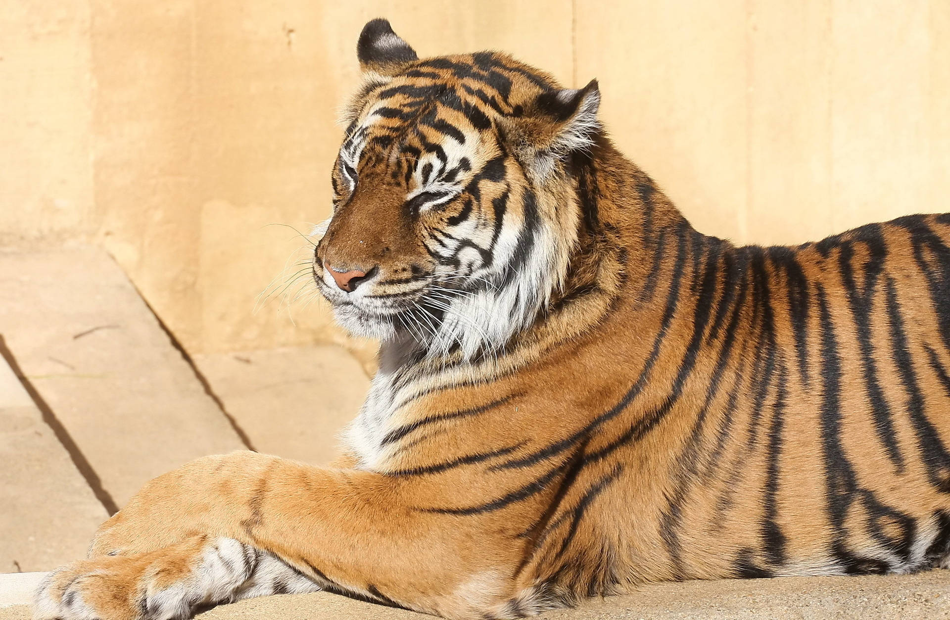 Bengaalse tier wat mooi onder die son sit agtergrond