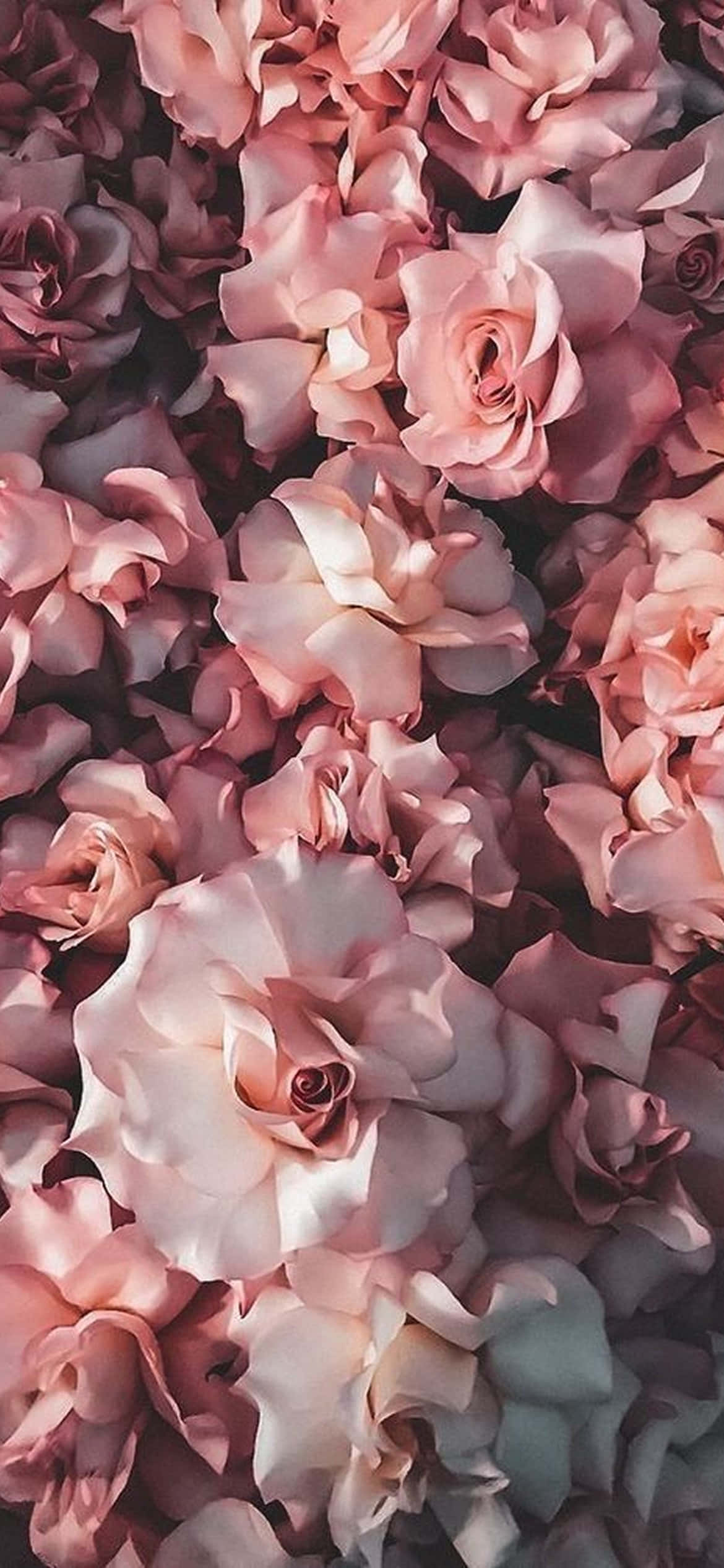 Pragtige Blom - Lewendige iPhone Blomme-ontwerp Muurpapier