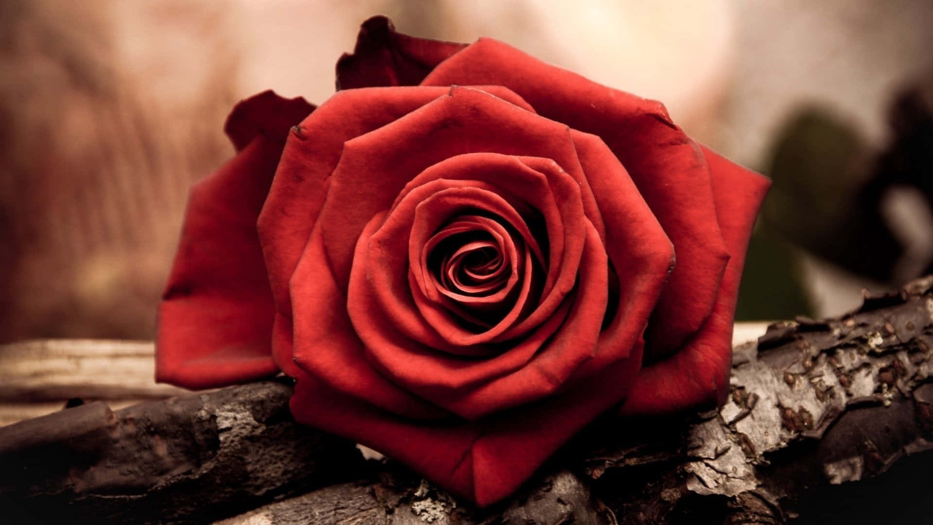 Pragtige blom van rooi rose Muurpapier