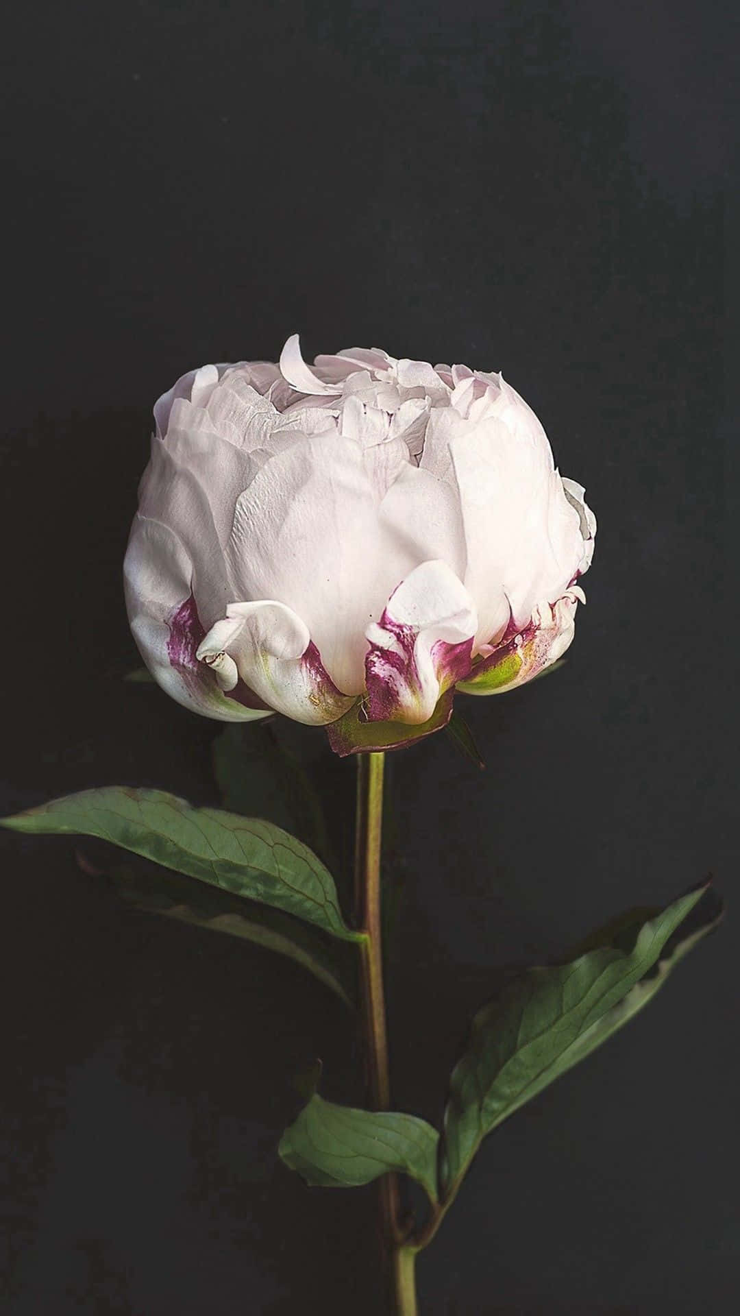 Pragtige blou blomme beklemtoon die natuurlike skoonheid van die lente Muurpapier
