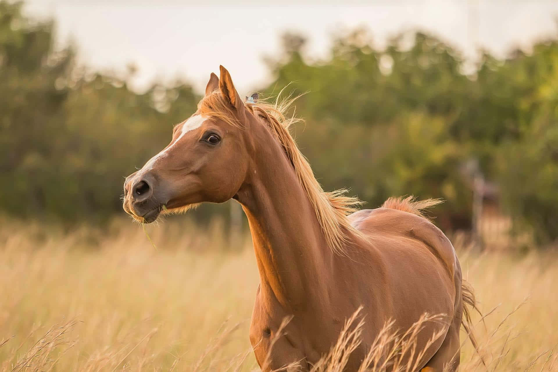 Pragtige bruin en wit hings wat oor 'n sneeubedekte veld galop Muurpapier