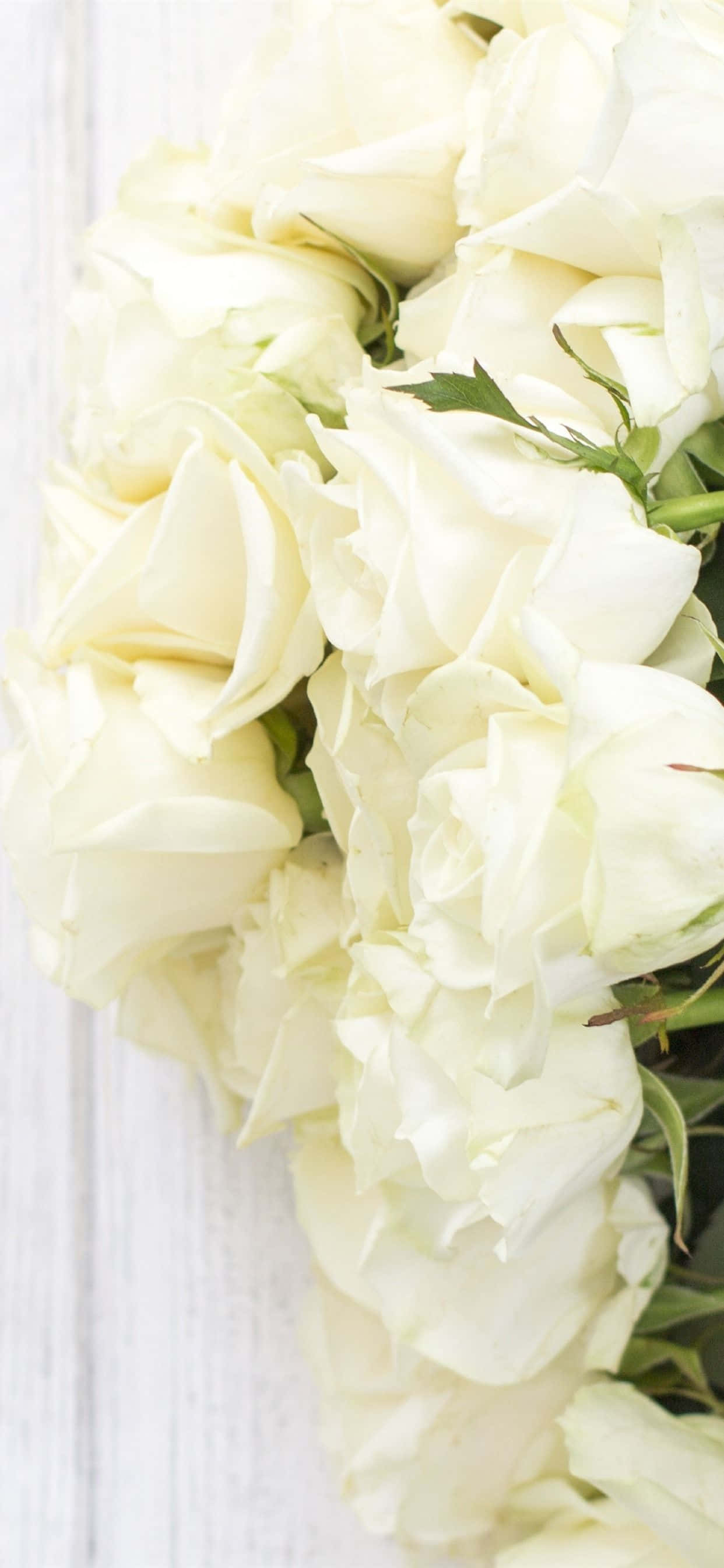 Pragtige en geurige wit rose op 'n agtergrond van 'n iPhone Muurpapier
