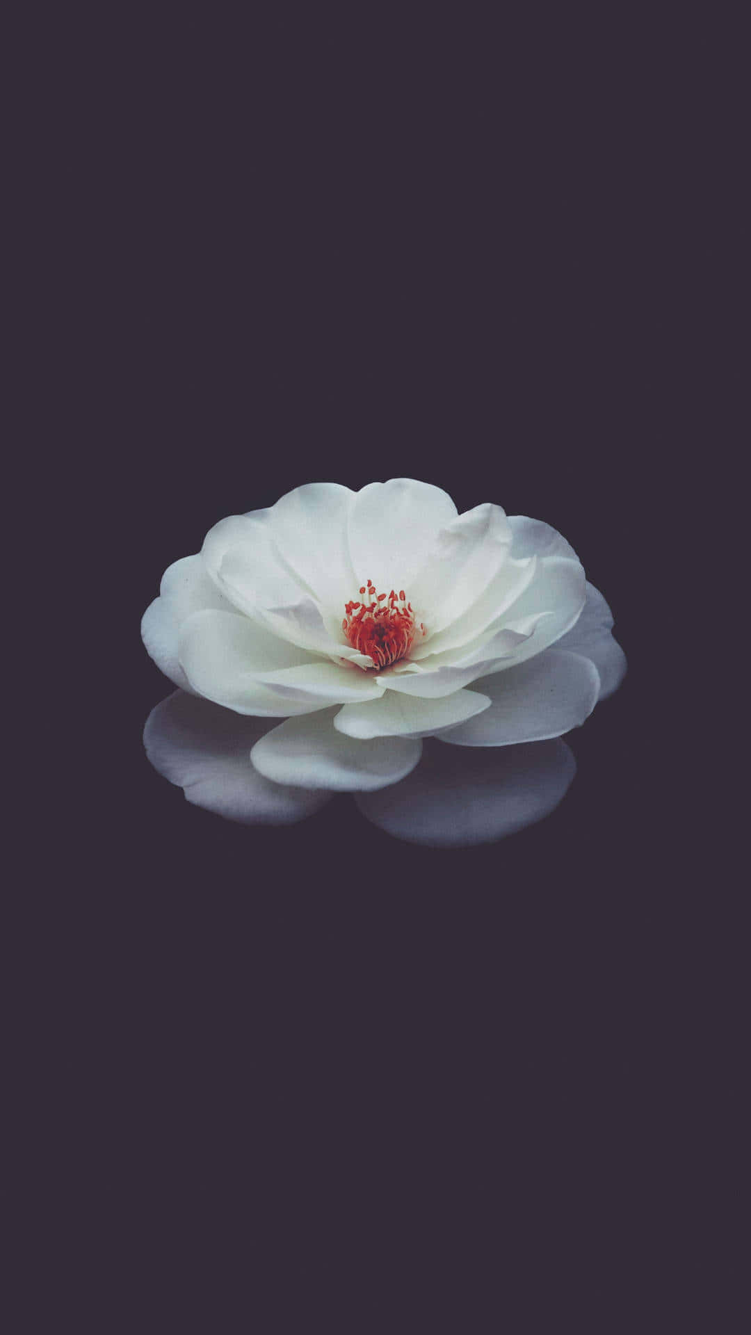 Pragtige Florale Foon Muurpapier