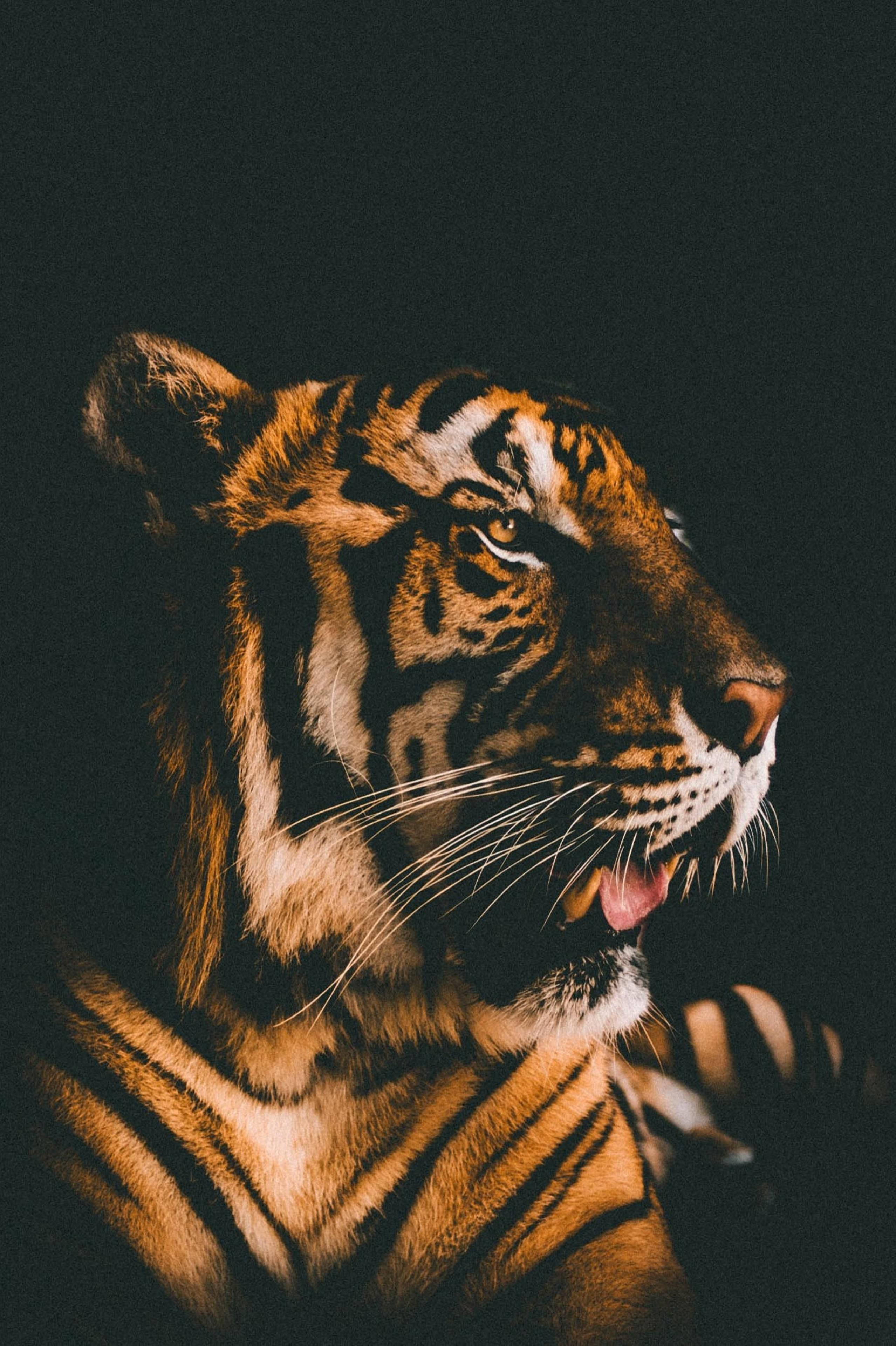 Pragtige Harimau Film Filter Muurpapier