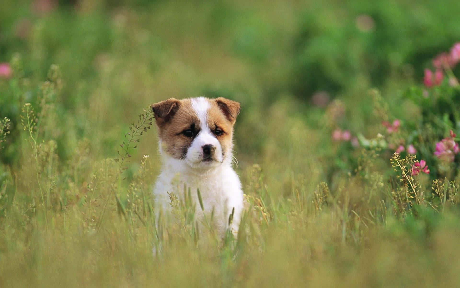 Pragtige Hond in Hoë Gras Prent Muurpapier