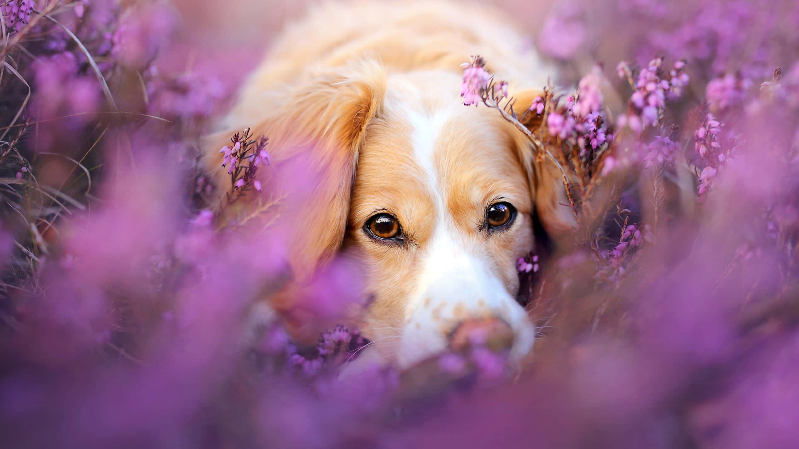 Pragtige Hond Laventelblom Foto Muurpapier