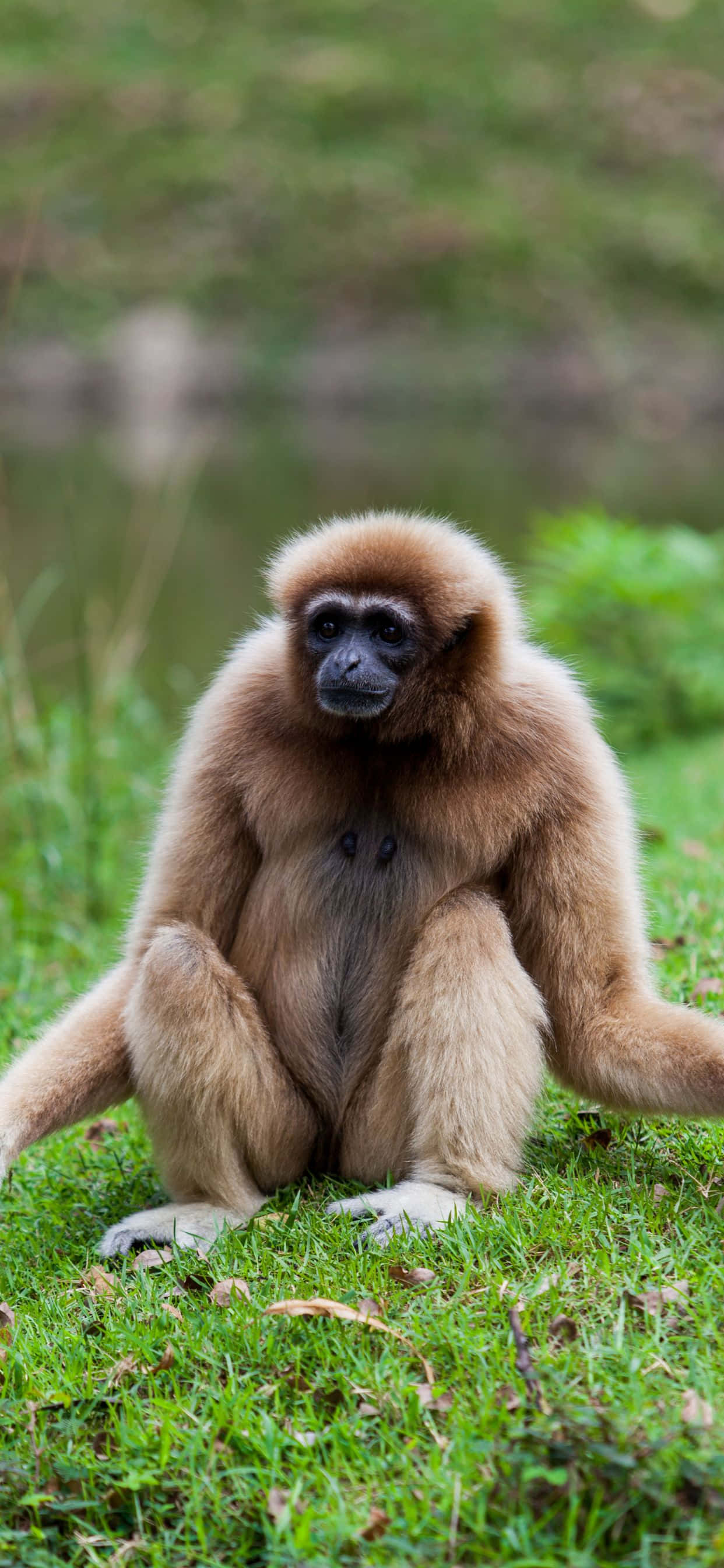 Pragtige iPhone XS Max gibbon in sy natuurlike habitat Muurpapier